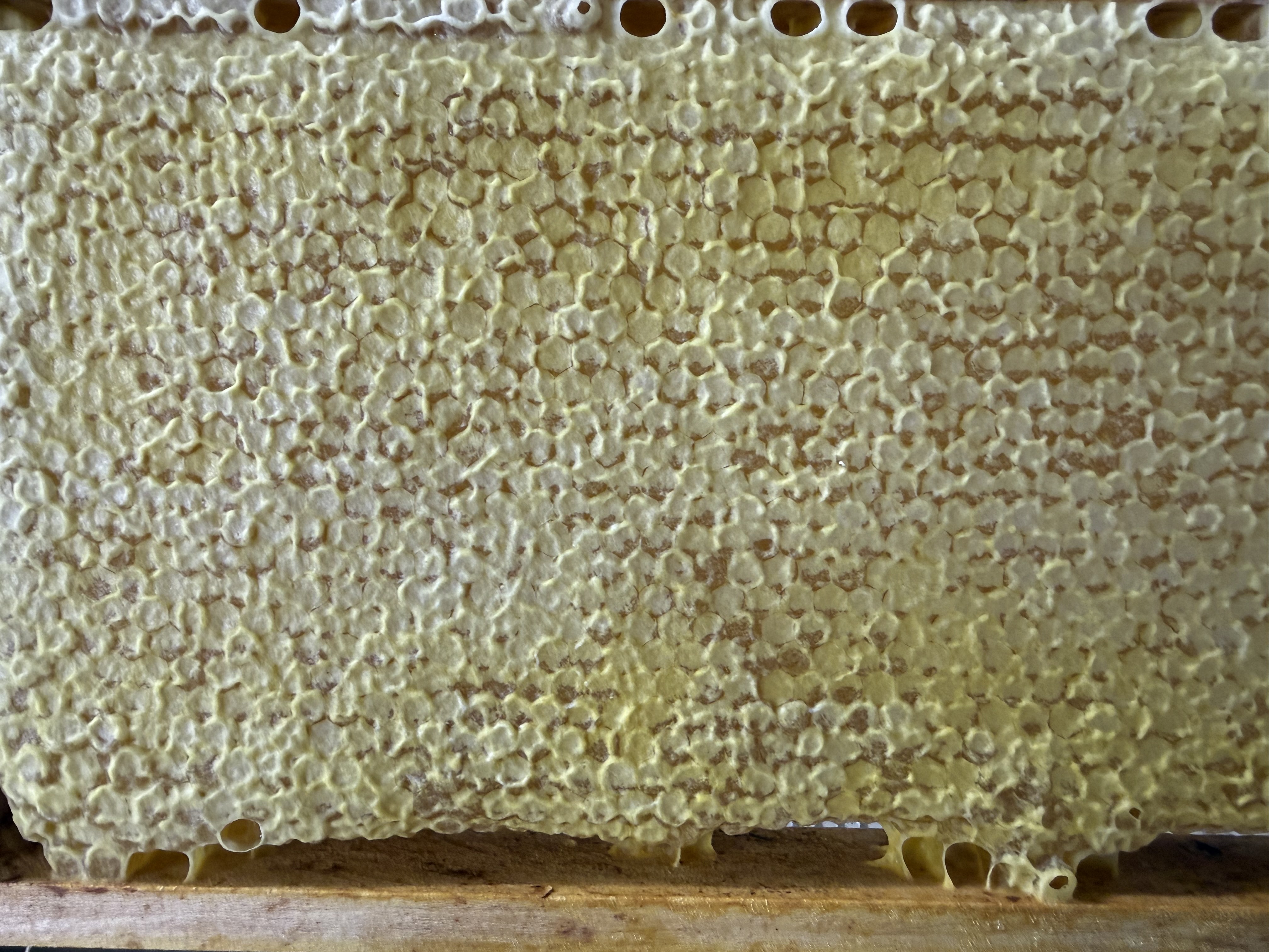 Der erste Honig des Jahres. 🐝🍯