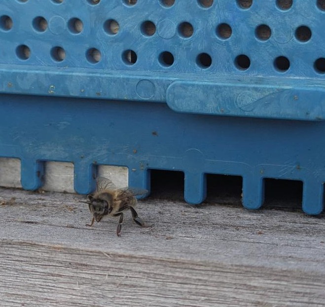 Bienen endlich bei mir angekommen - Die Bienenkönigin: Die heimliche Chefin im Bienenstock