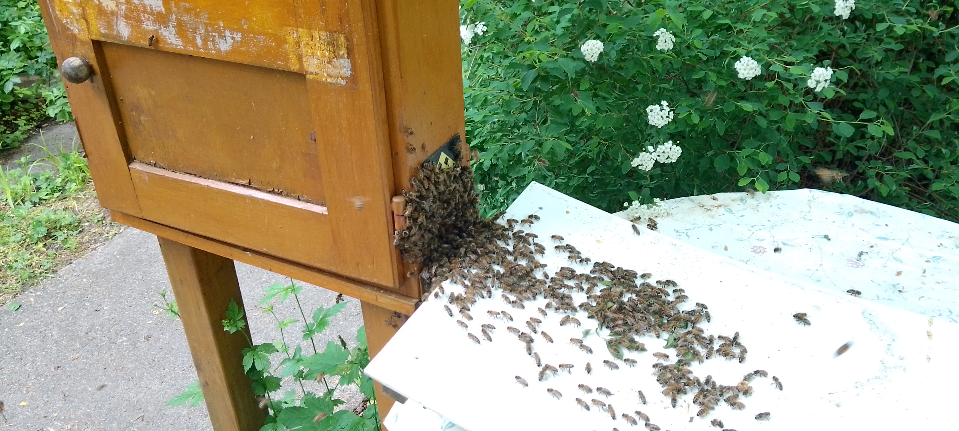 Bienenpflege im Mai