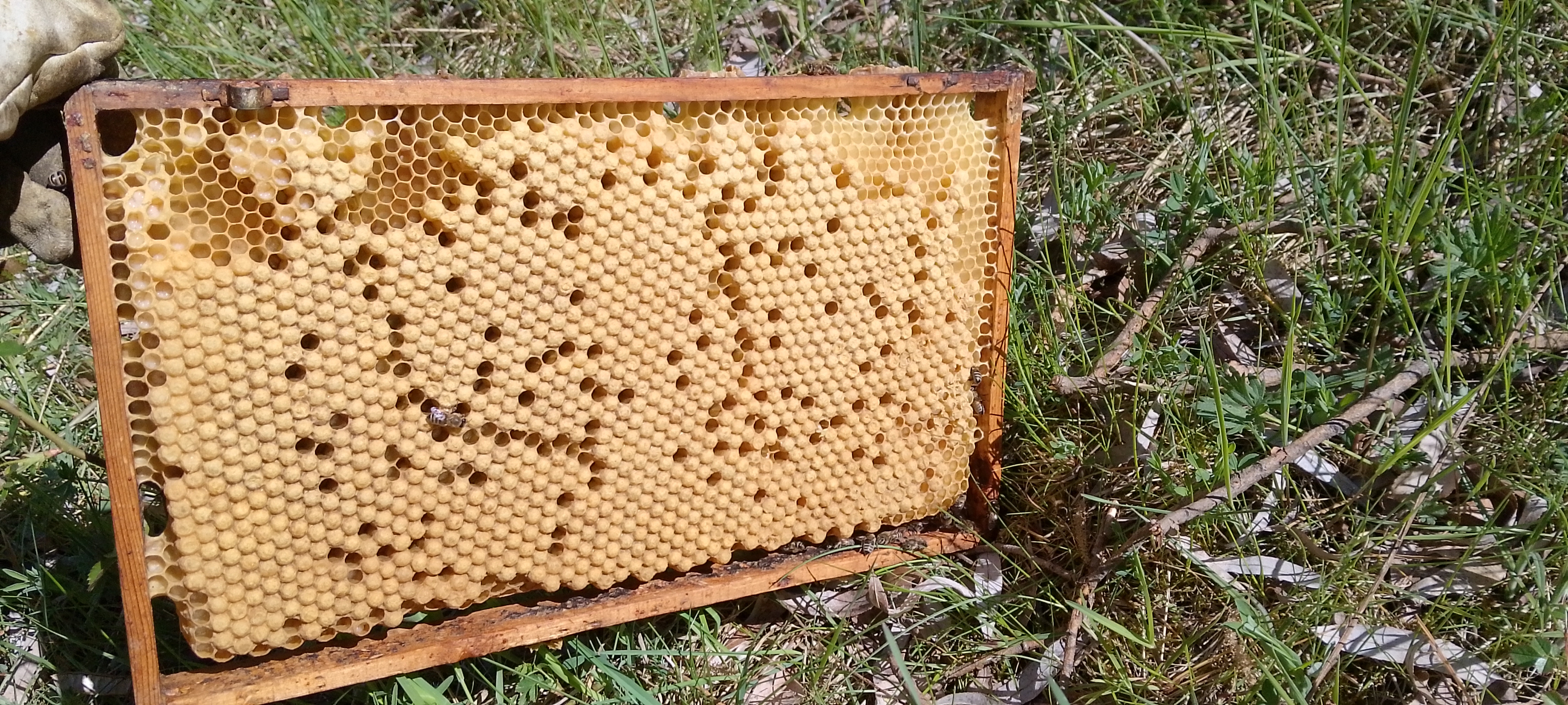 Bienenpflege im Mai Bild 1
