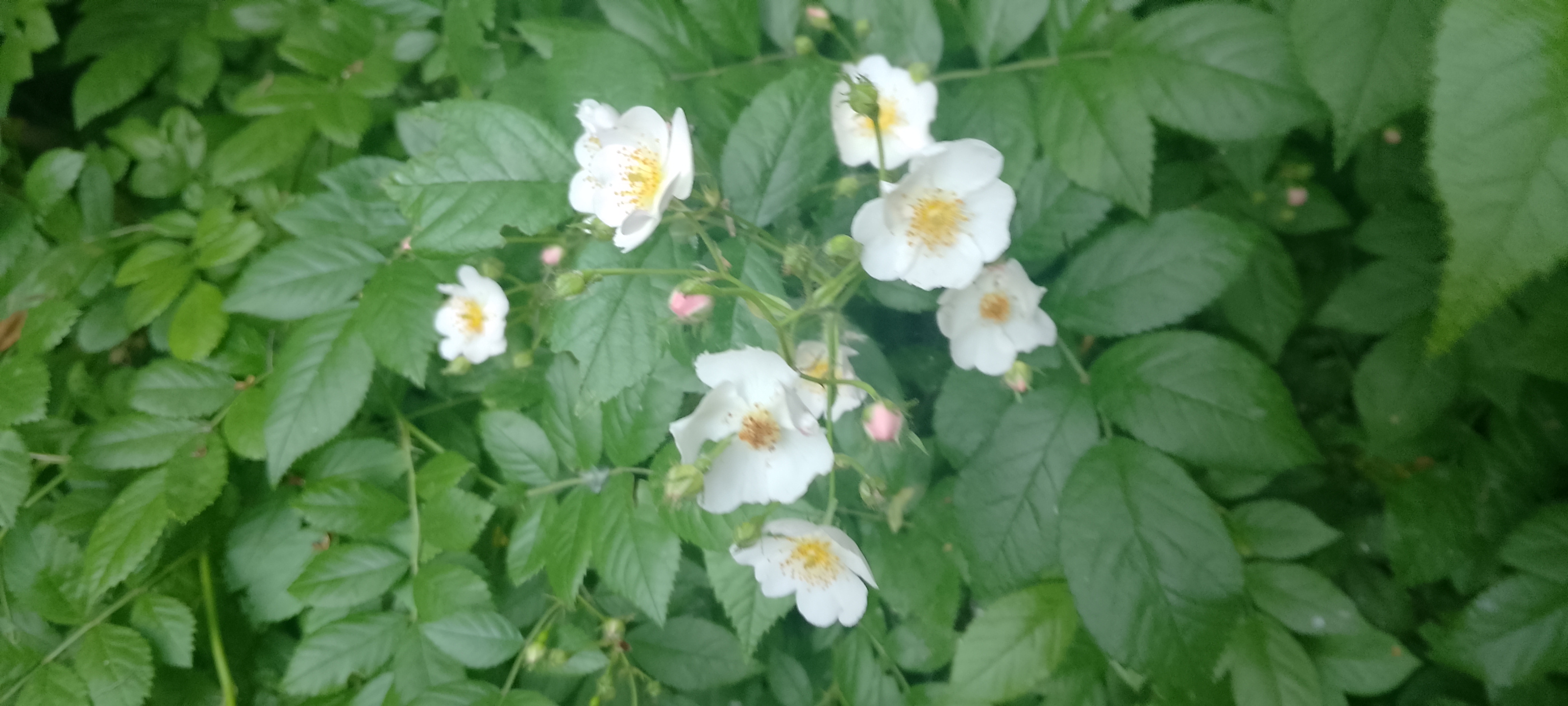 Bienenpflege im Mai Bild 2