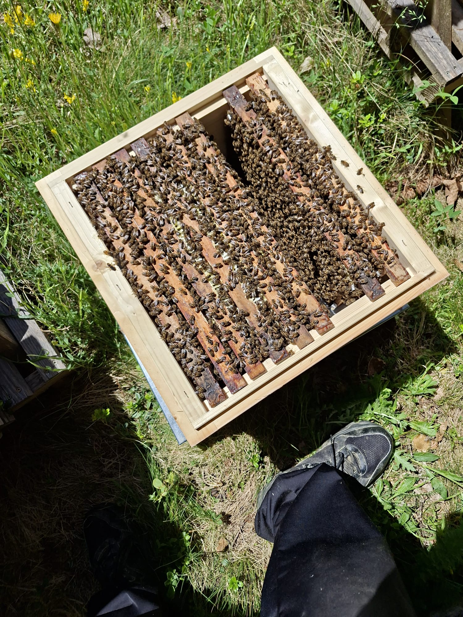 Besuch bei den Bienen đ Bild 1