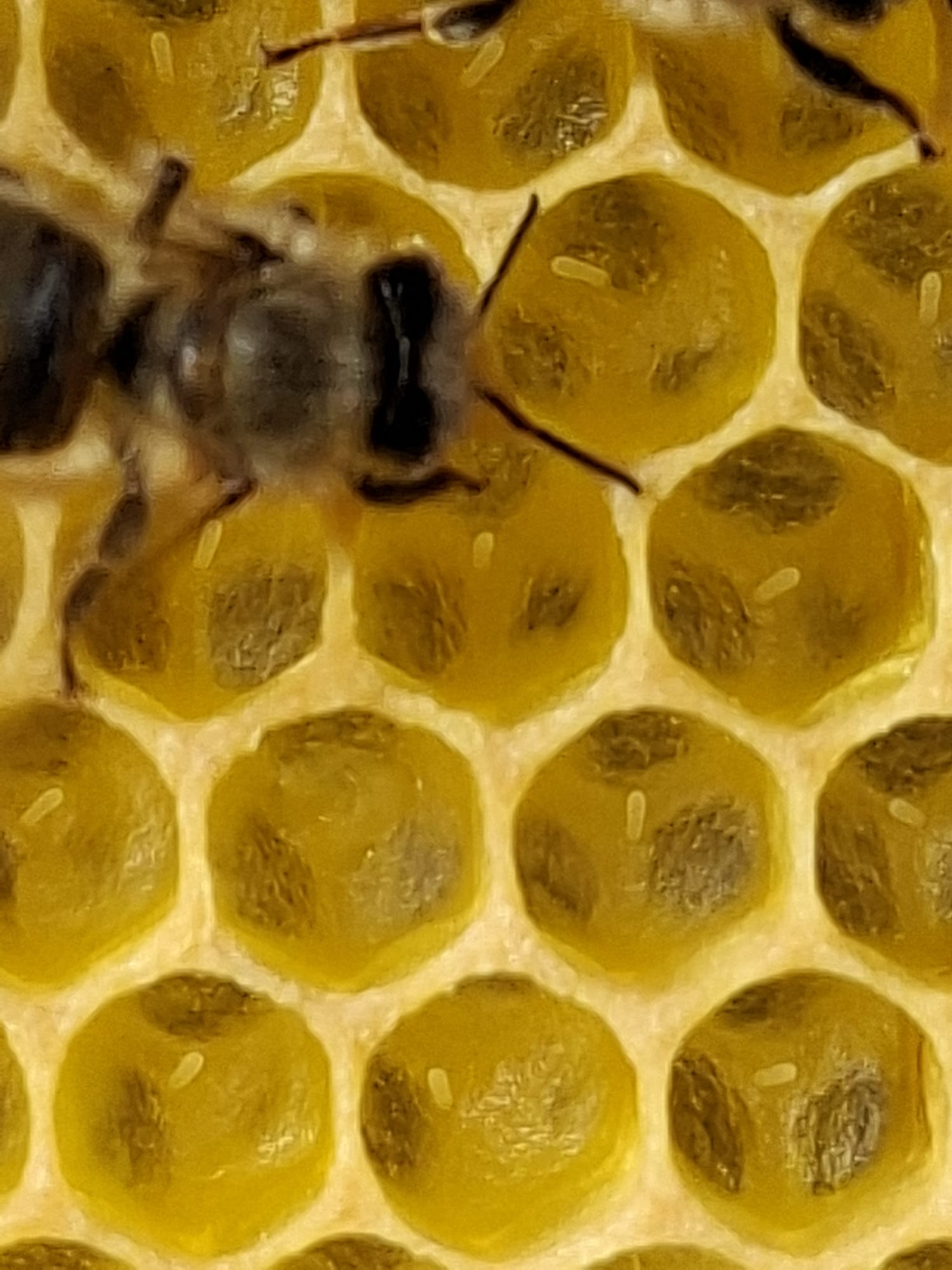 Besuch bei den Bienen đ Bild 2