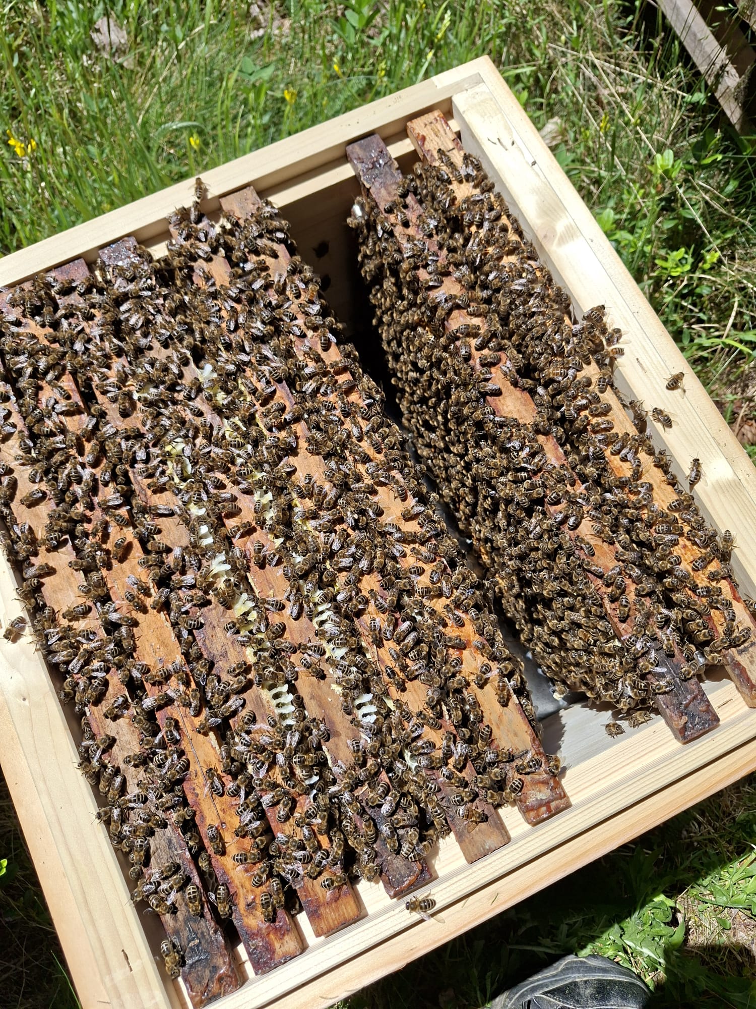 Besuch bei den Bienen đ Bild 3