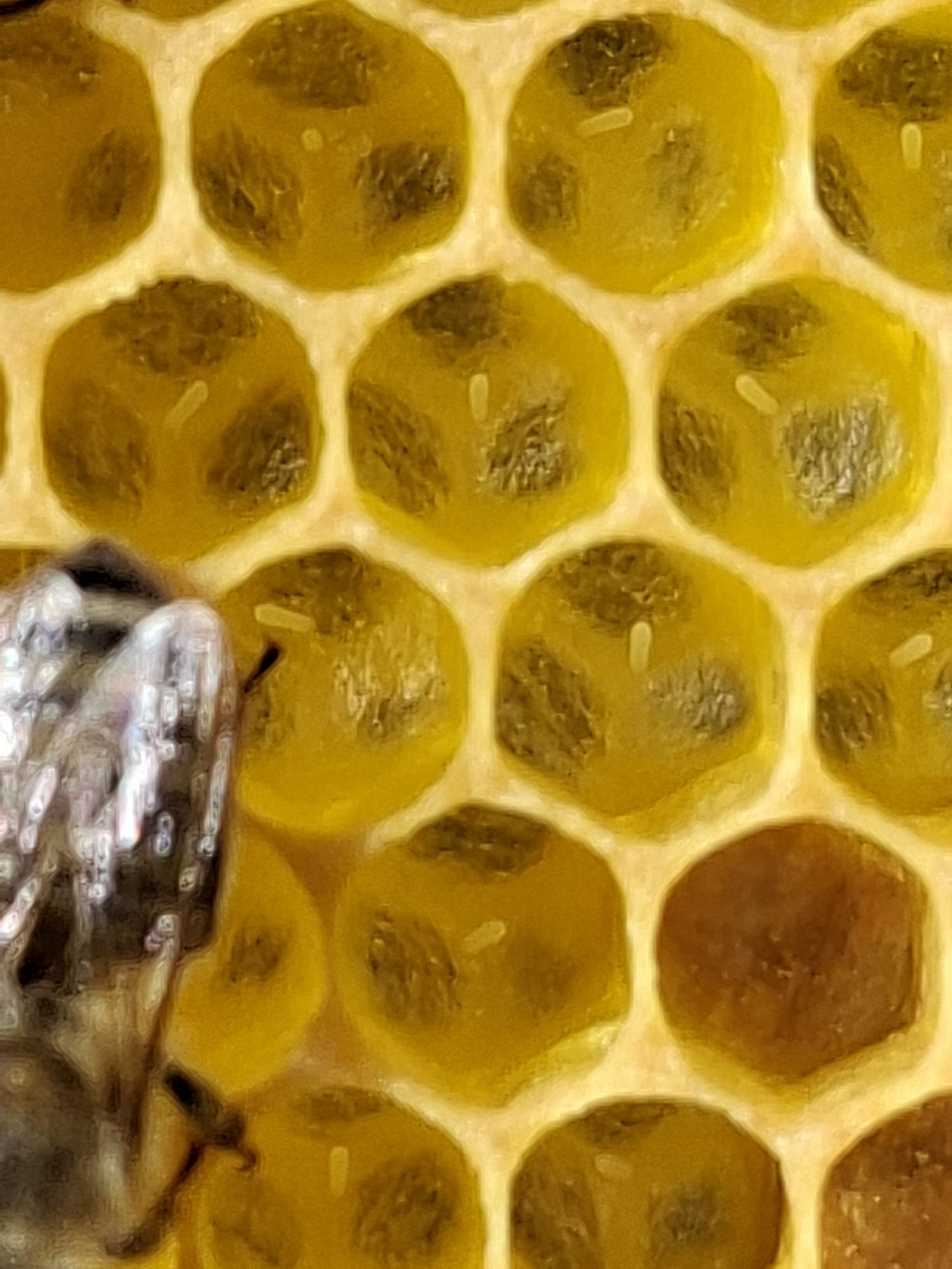 Besuch bei den Bienen đ Bild 4