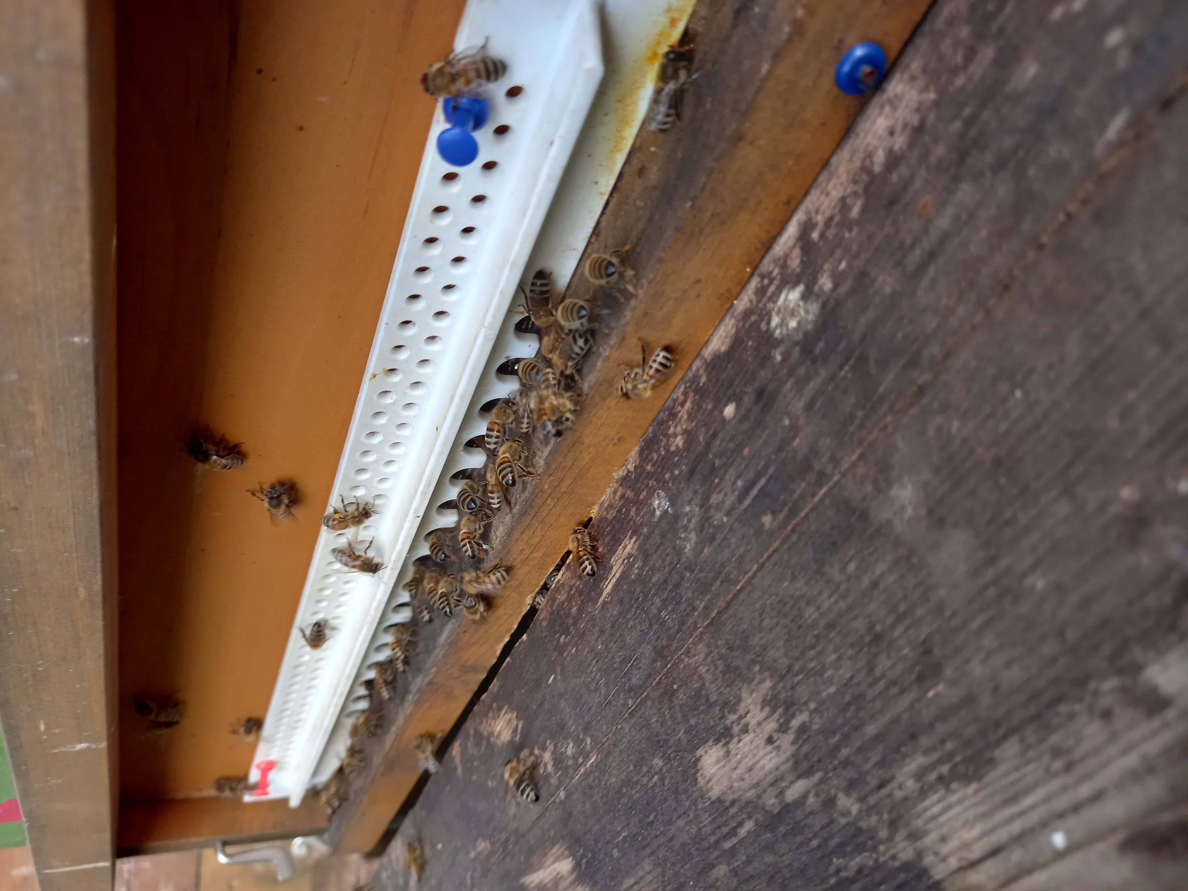 Sommerzeit im Bienenstock Bild 1