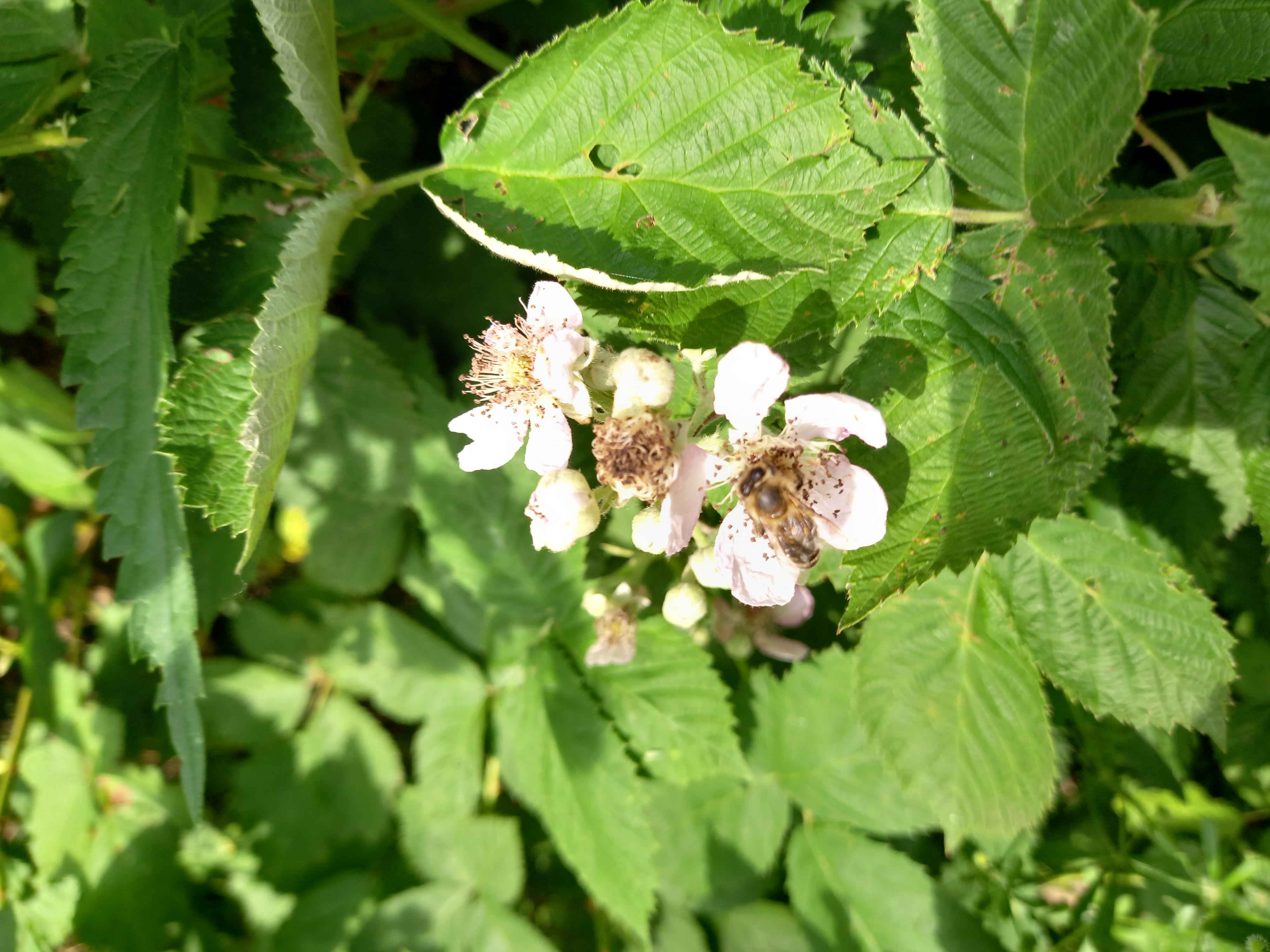 Sommerzeit im Bienenstock Bild 2