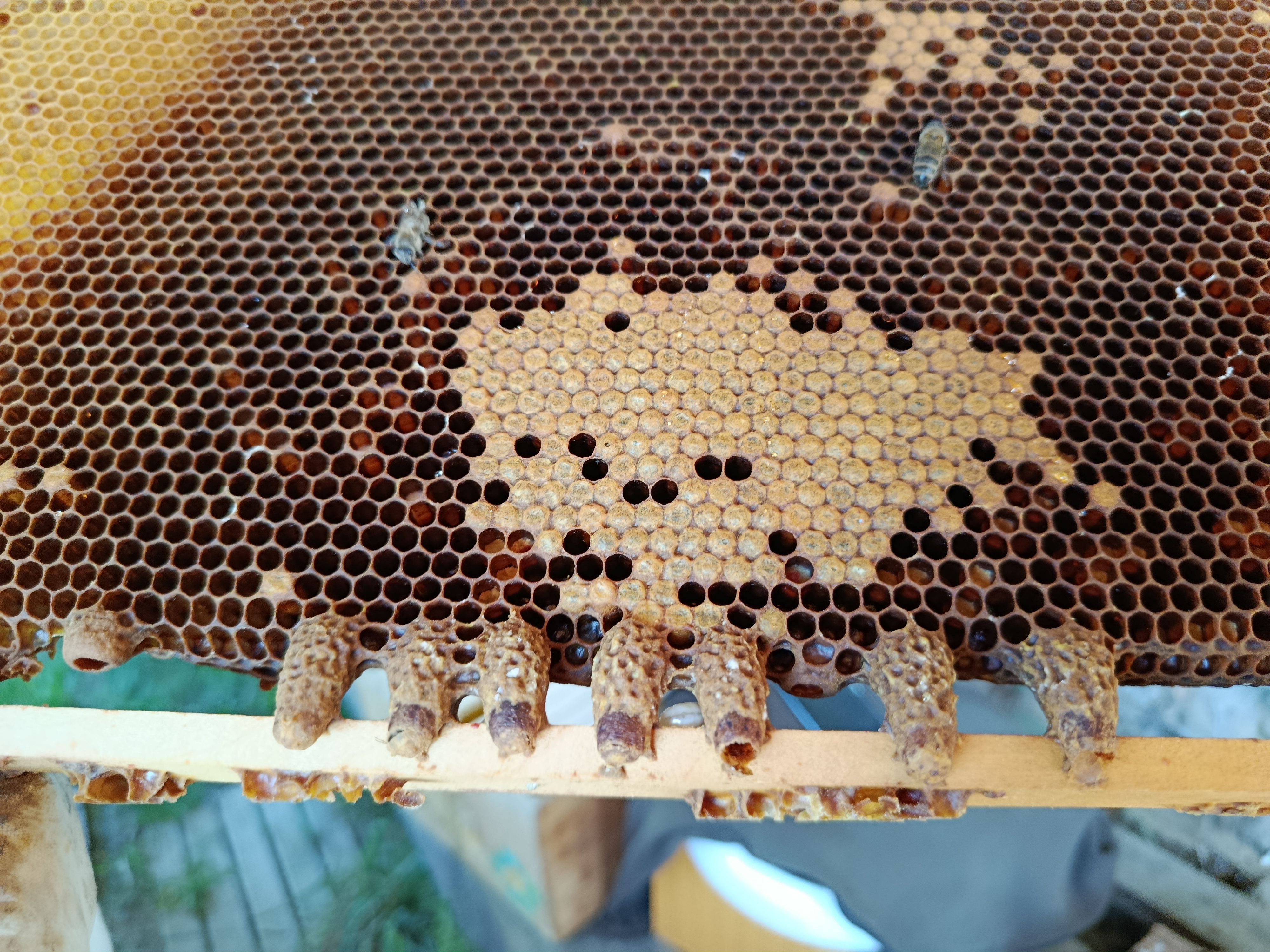Bienenarbeiten im Mai und Juni Bild 5