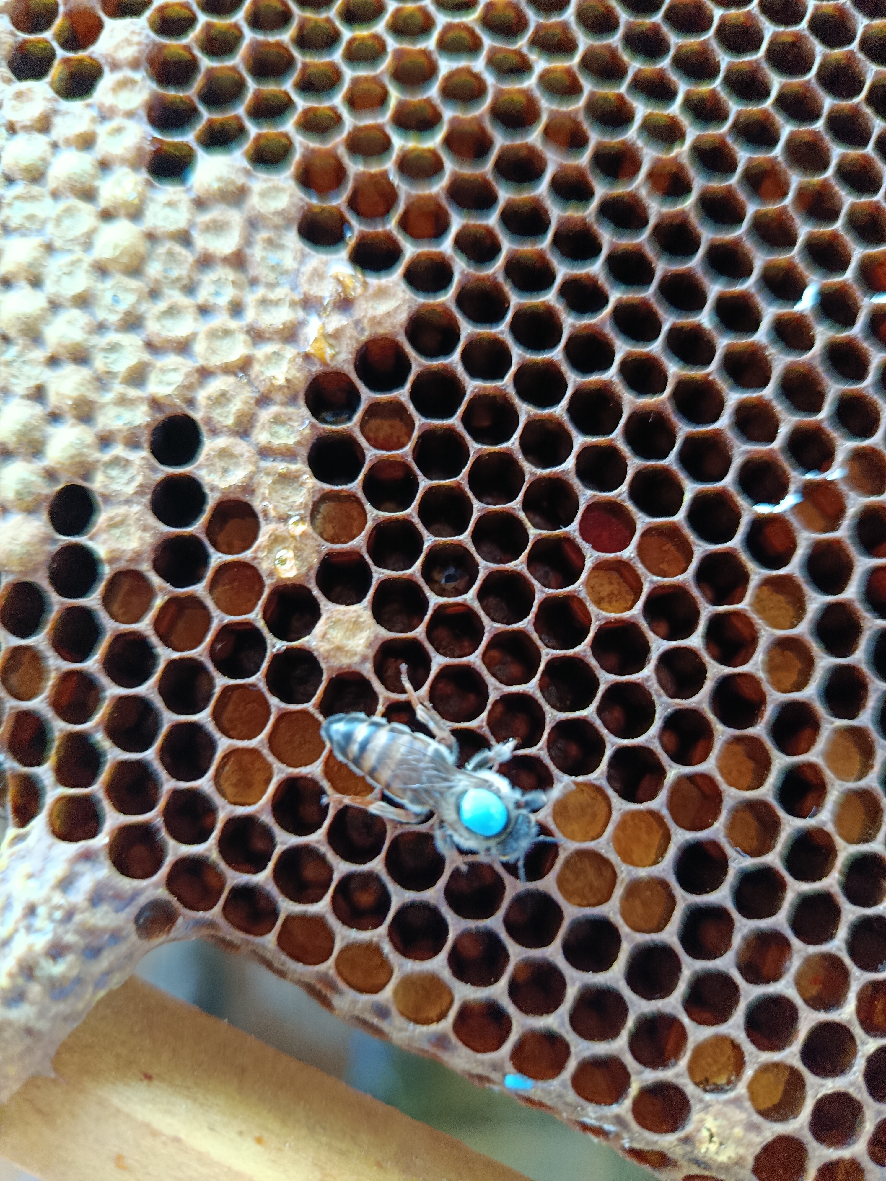 Bienenarbeiten im Mai und Juni Bild 6