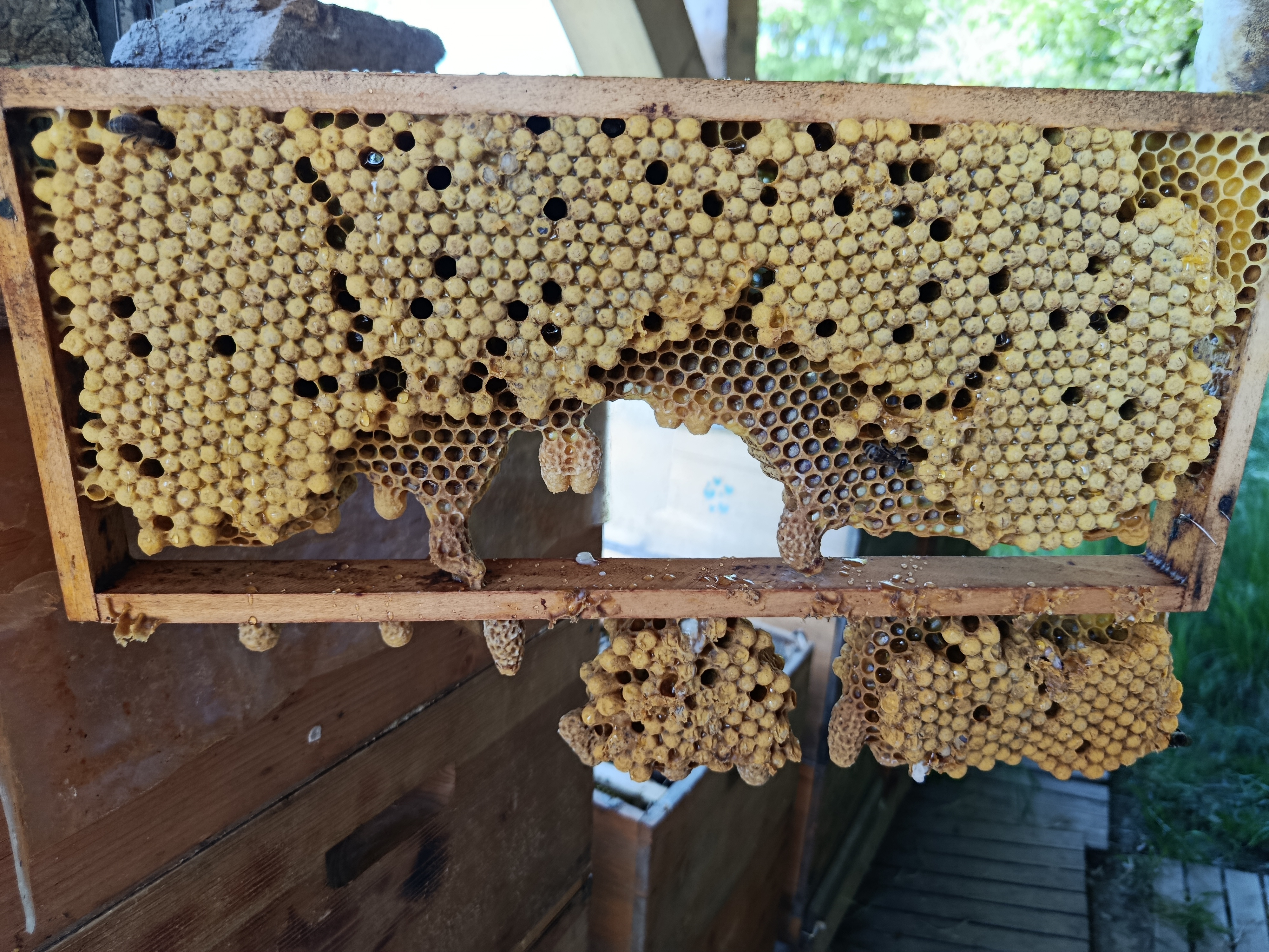 Bienenarbeiten im Mai und Juni Bild 7