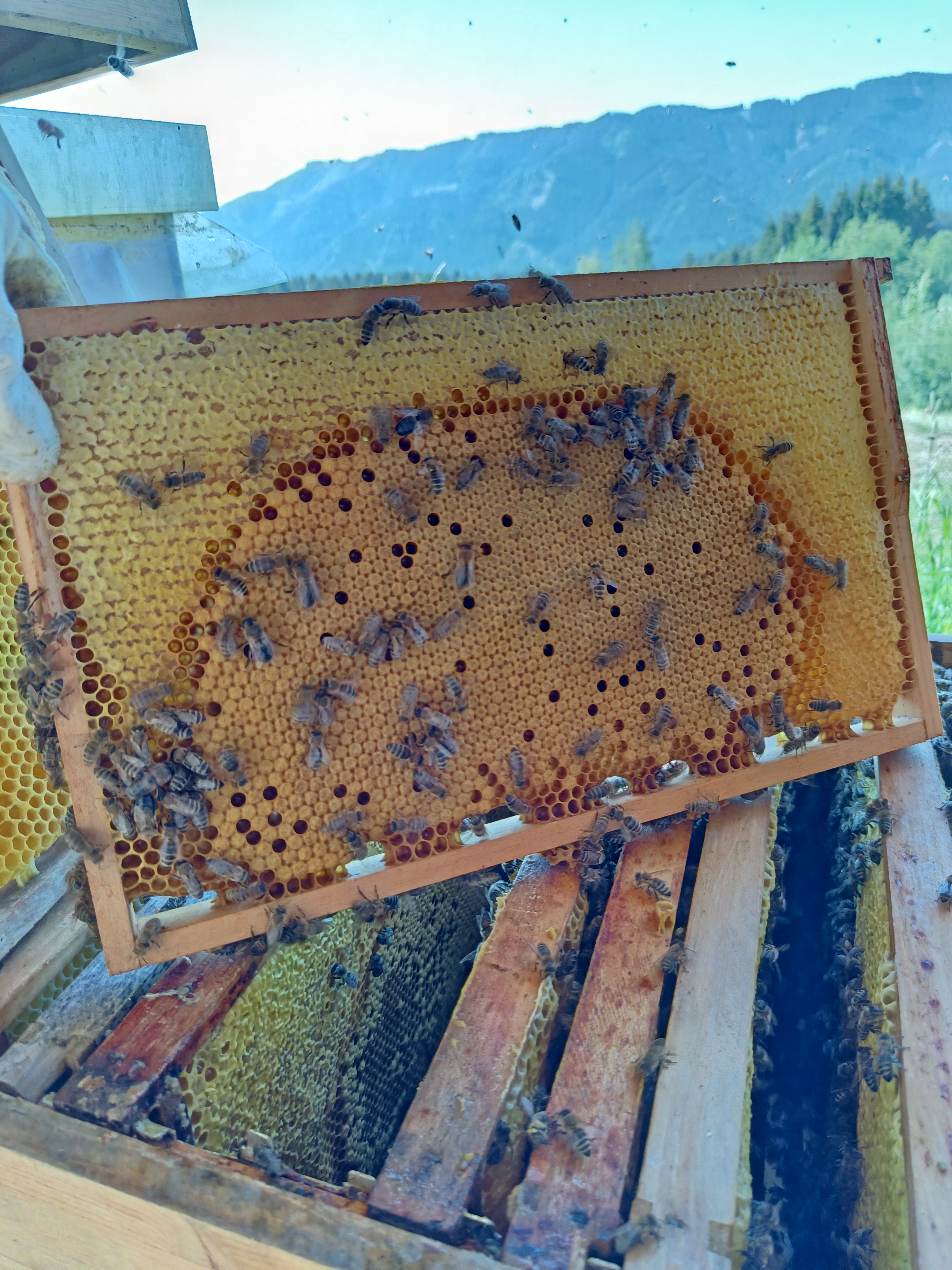 Bienenarbeiten im Juni