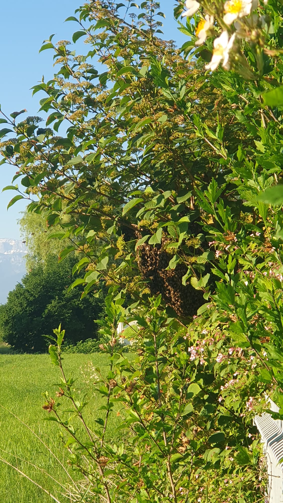 Bienenschwärme: Beeindruckend und friedlich zugleich. 🐝🌳