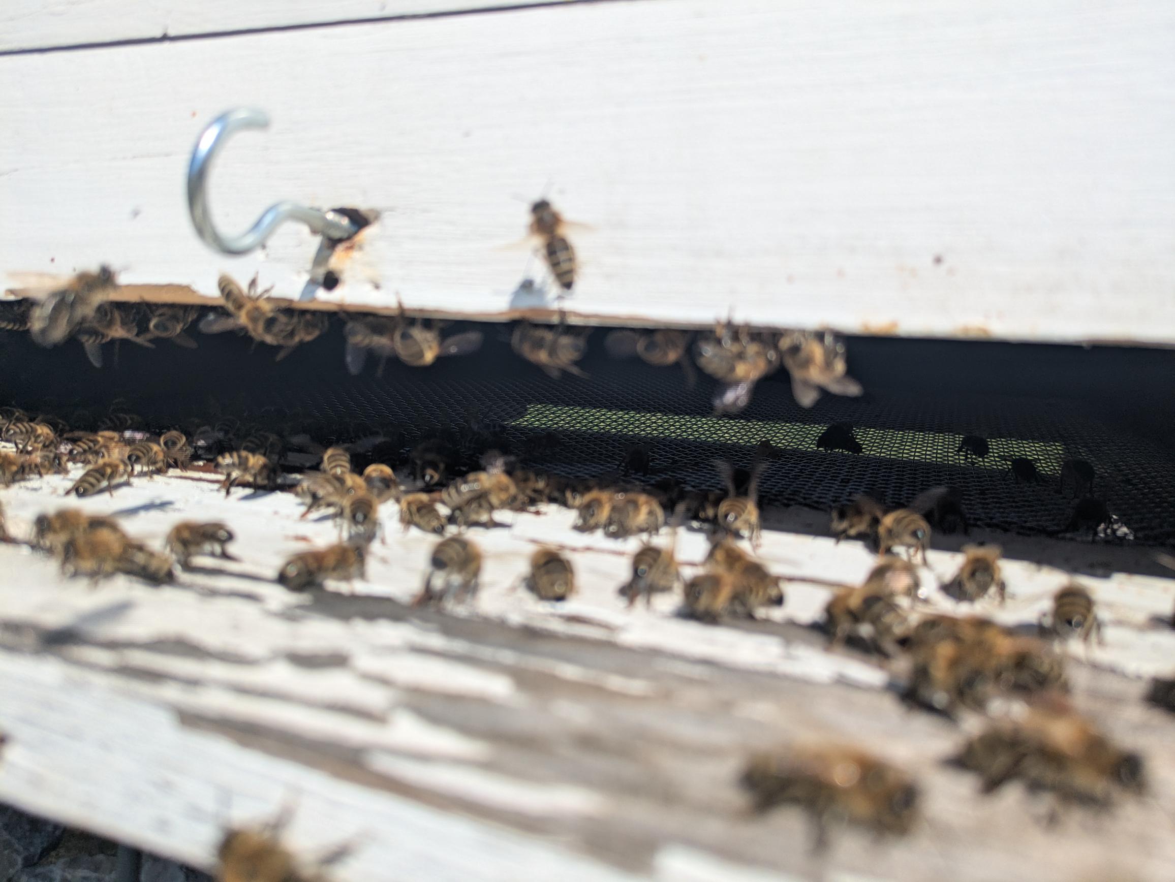 Hitzewelle - Thermoregulation und Ressourcenmanagement im Bienenstock