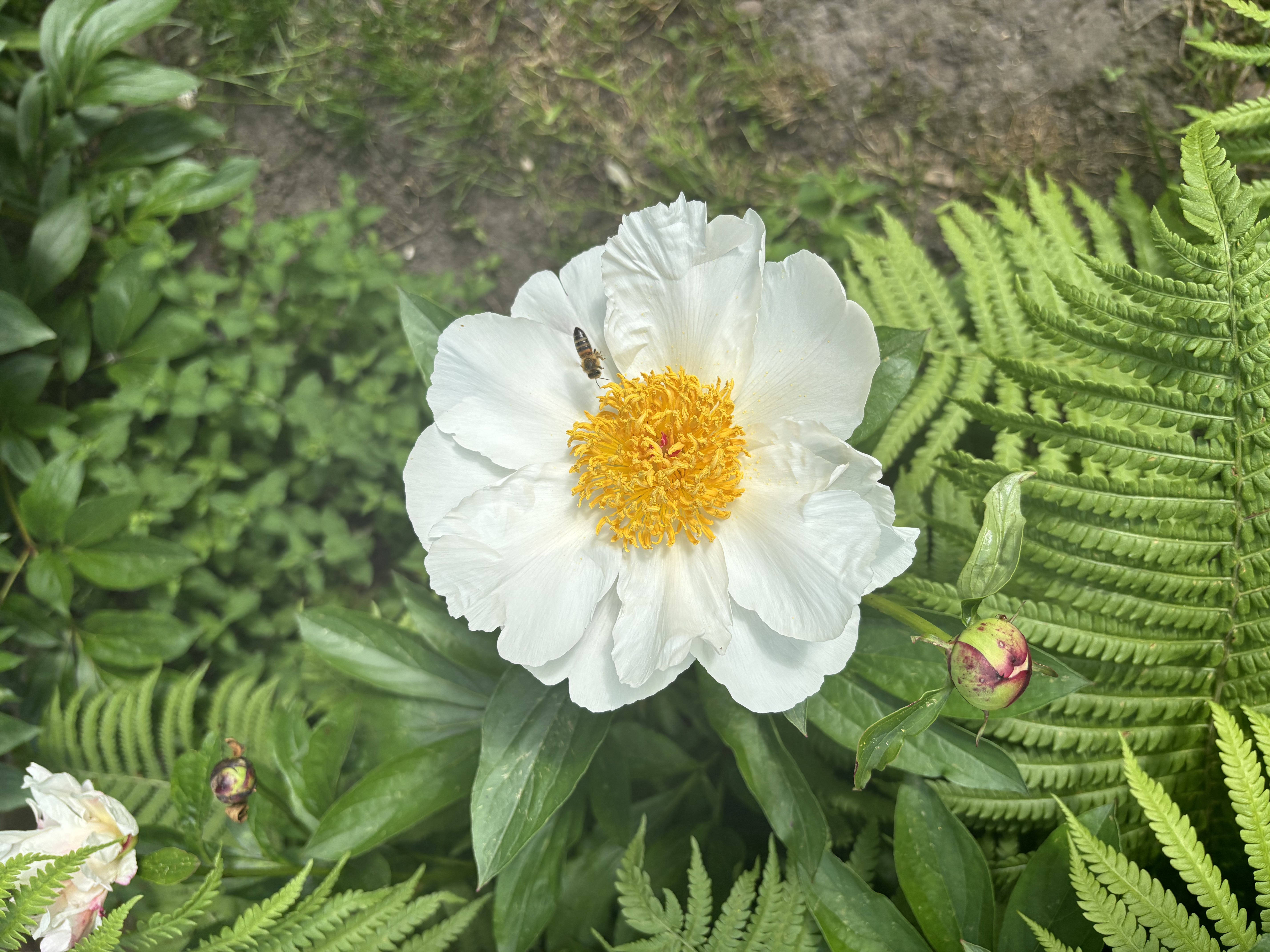 Sommersonnenwende