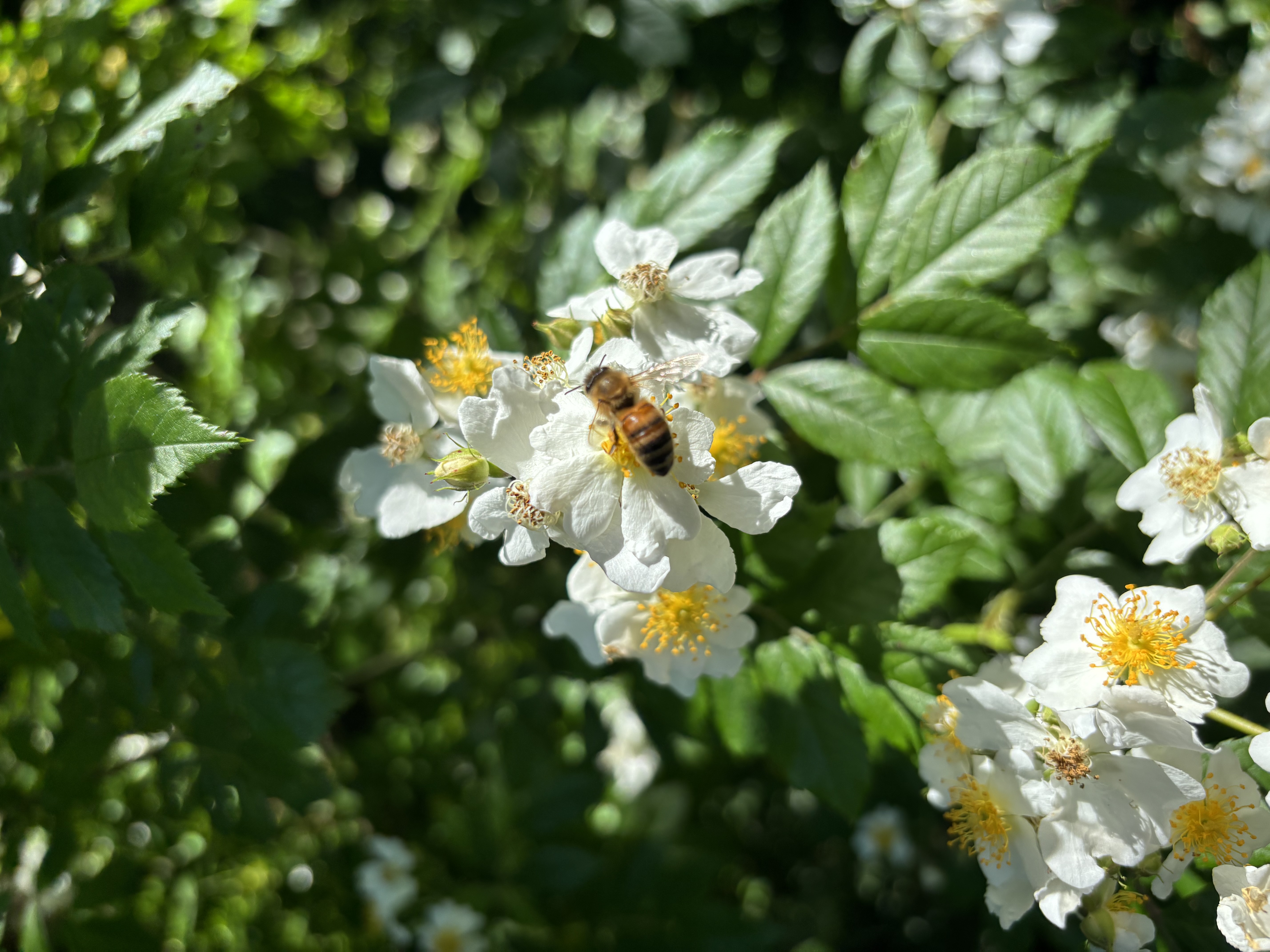Sommersonnenwende