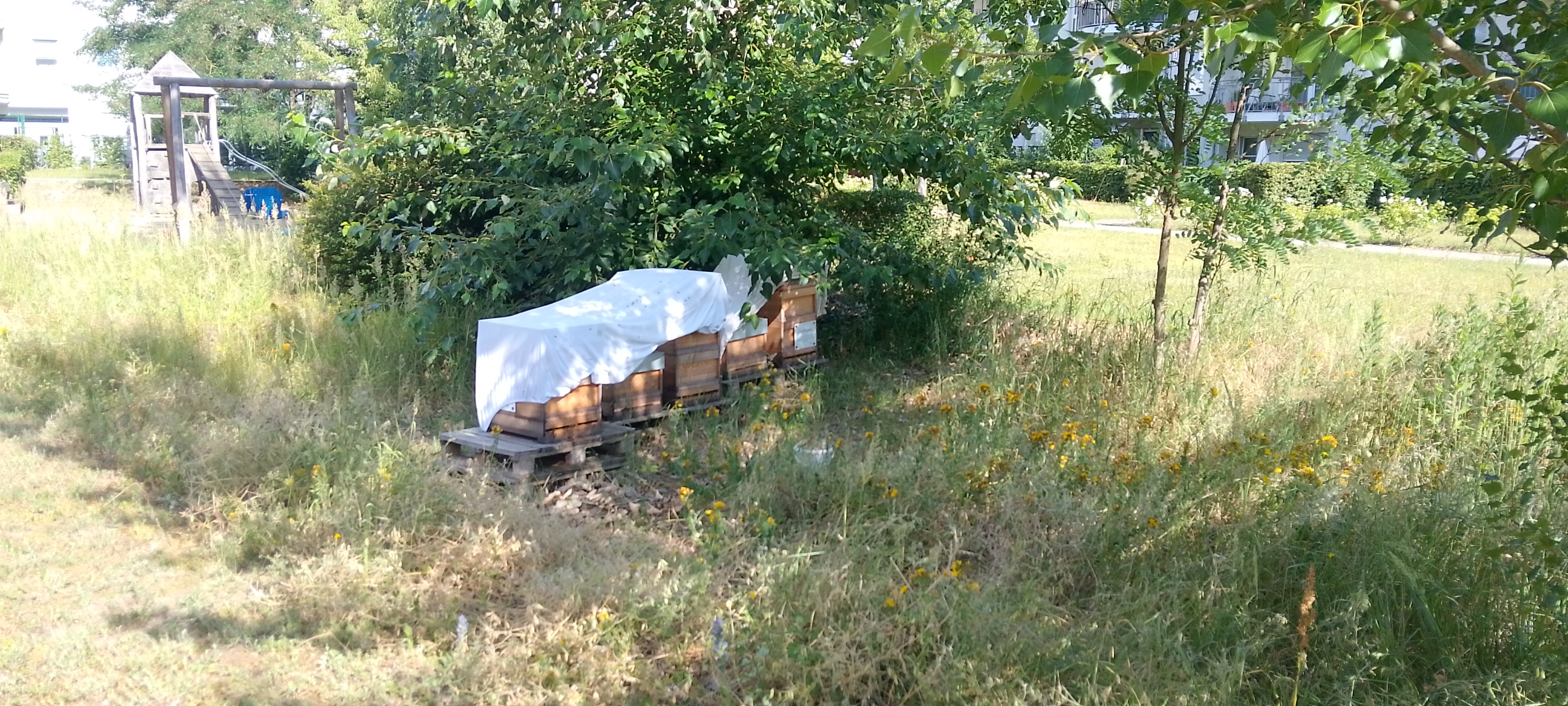 Bienenpflege im Juni