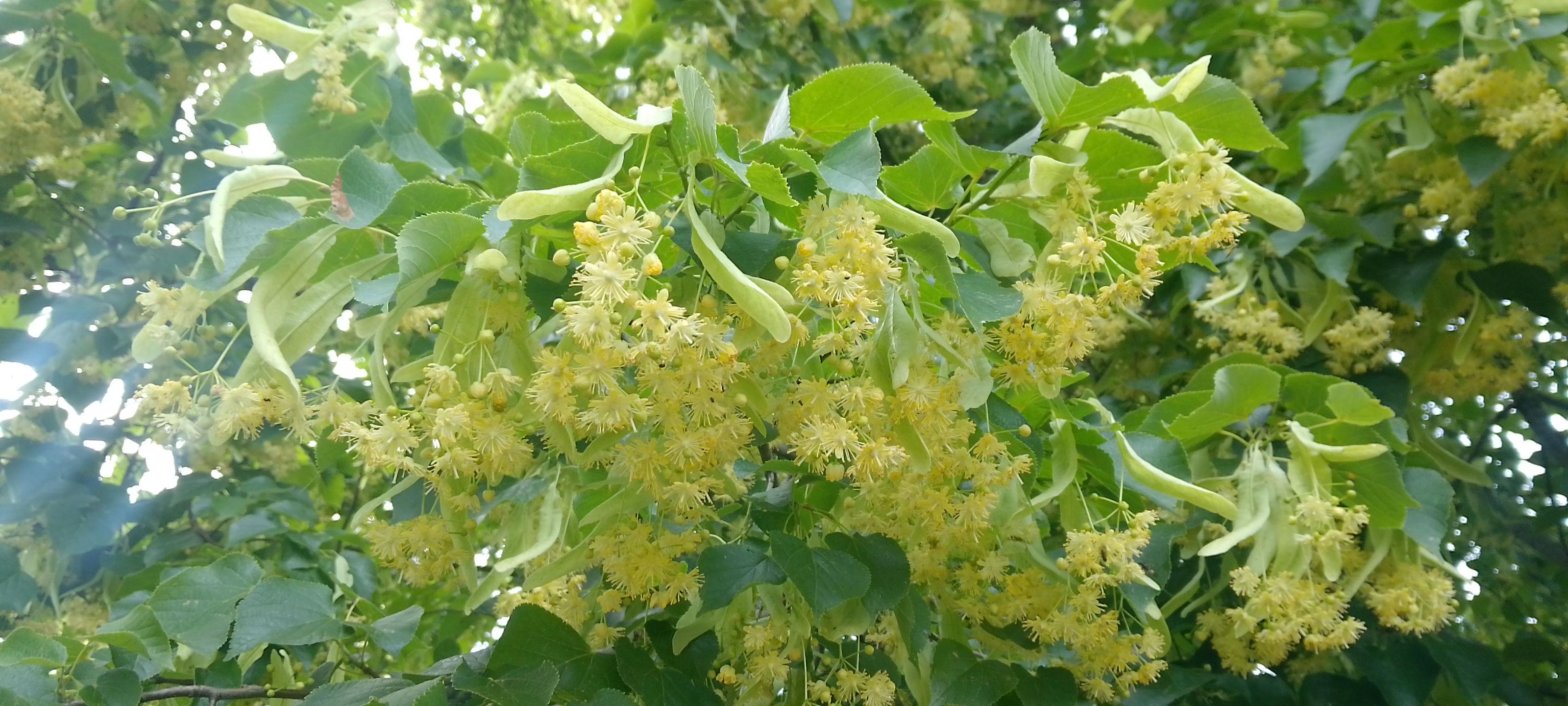 Bienenpflege im Juni Bild 2