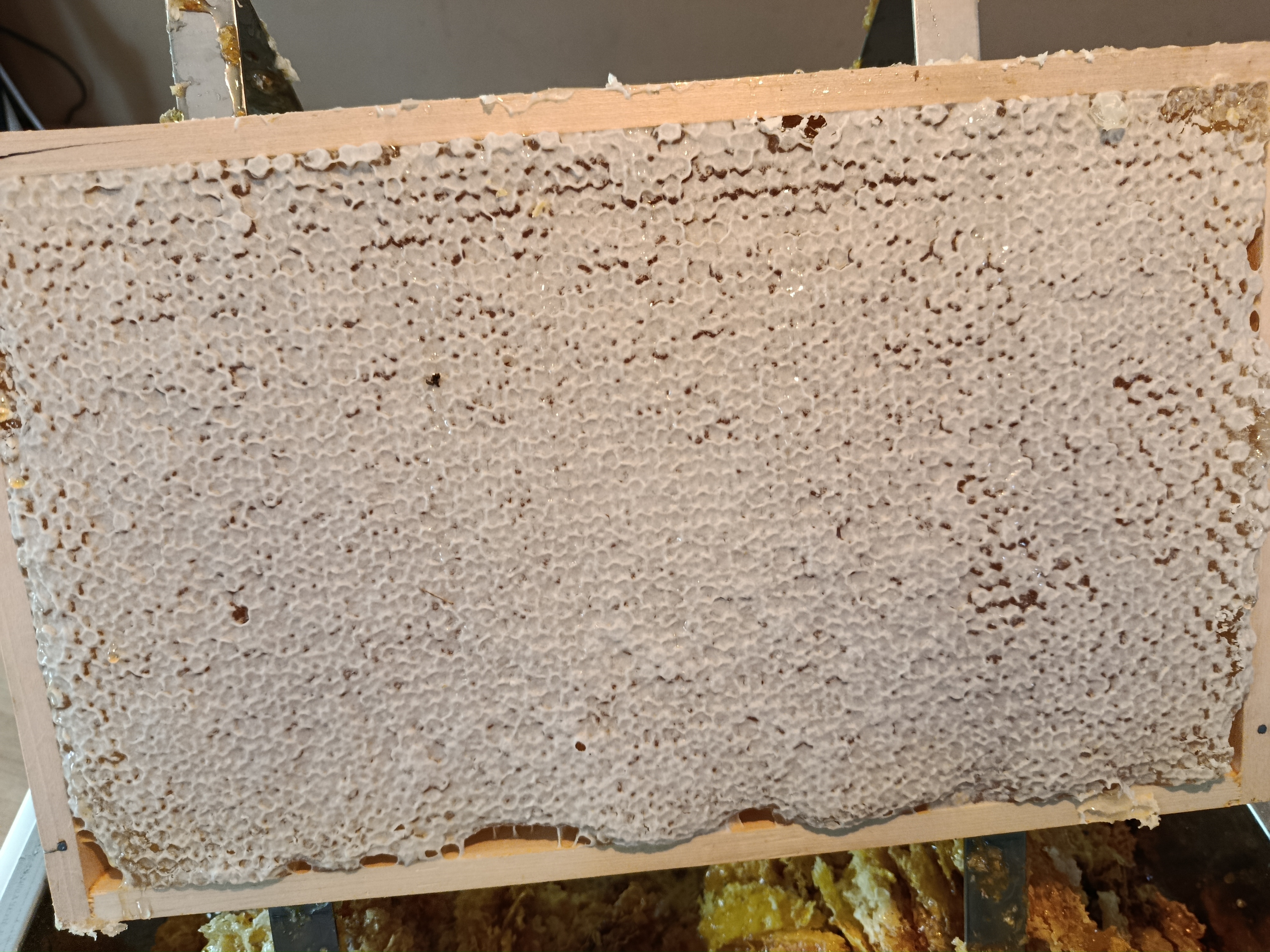 Bienenarbeiten im Juli 🐝 🌸 🐝 Bild 2