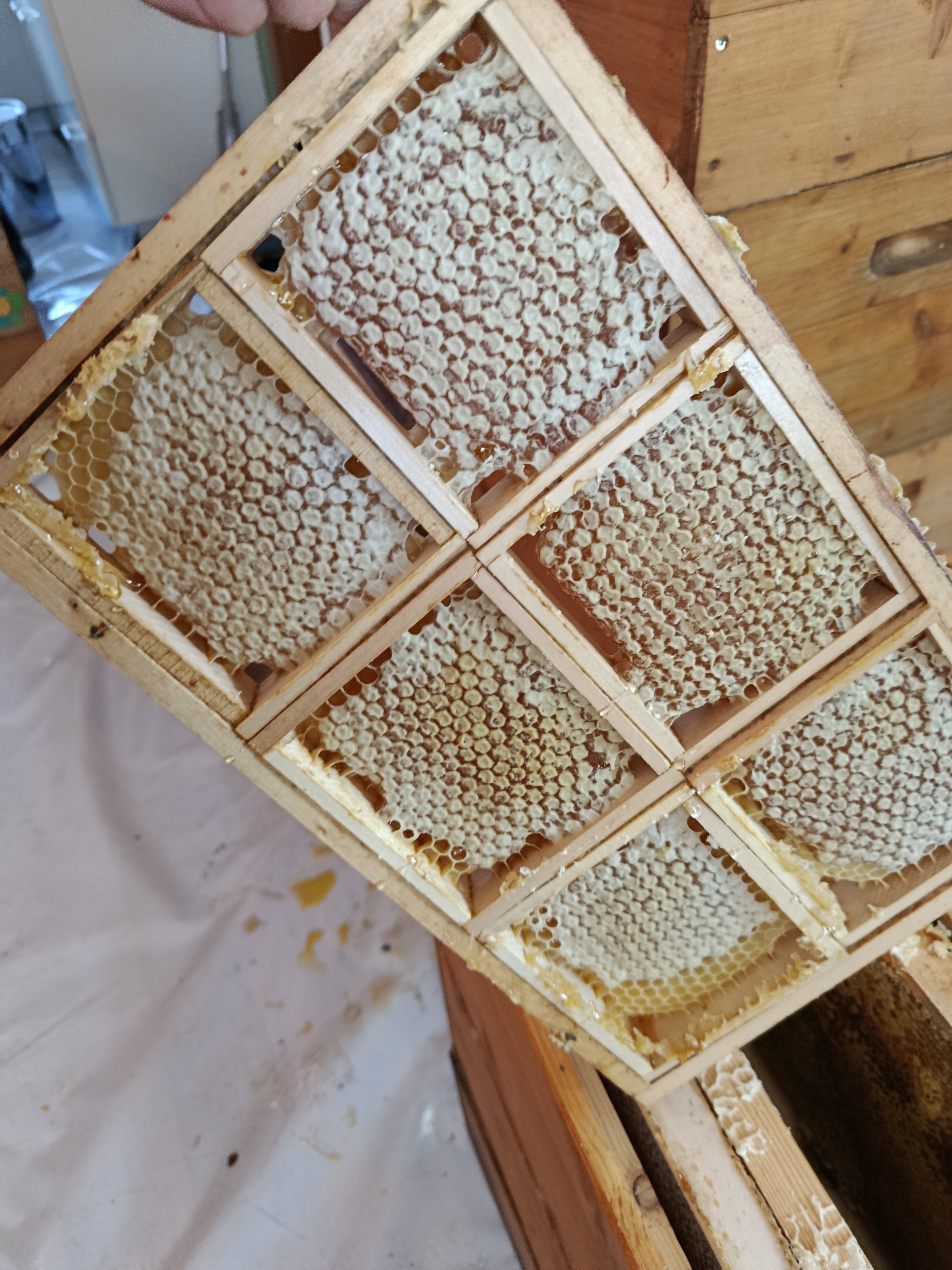 Bienenarbeiten im Juli 🐝🌸🐝 Bild 3