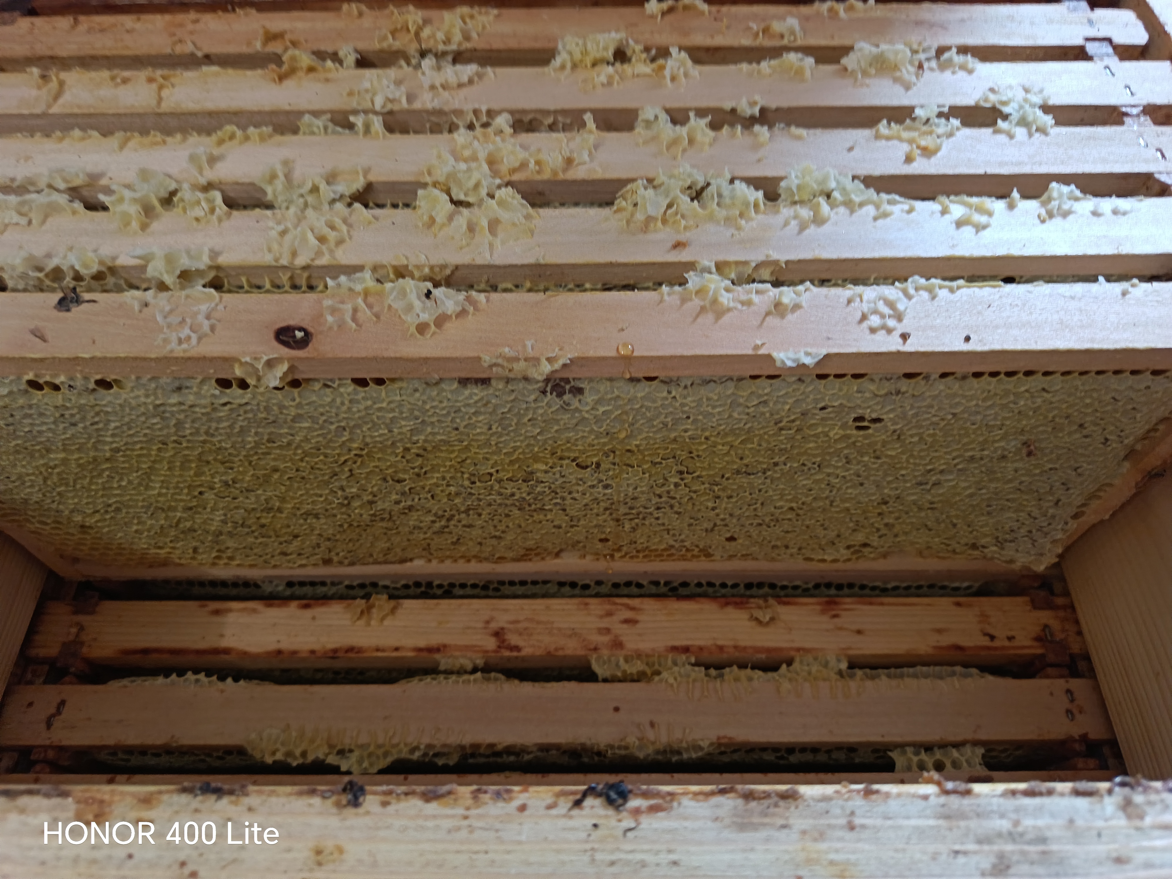Sommerarbeiten am Bienenstand Bild 1