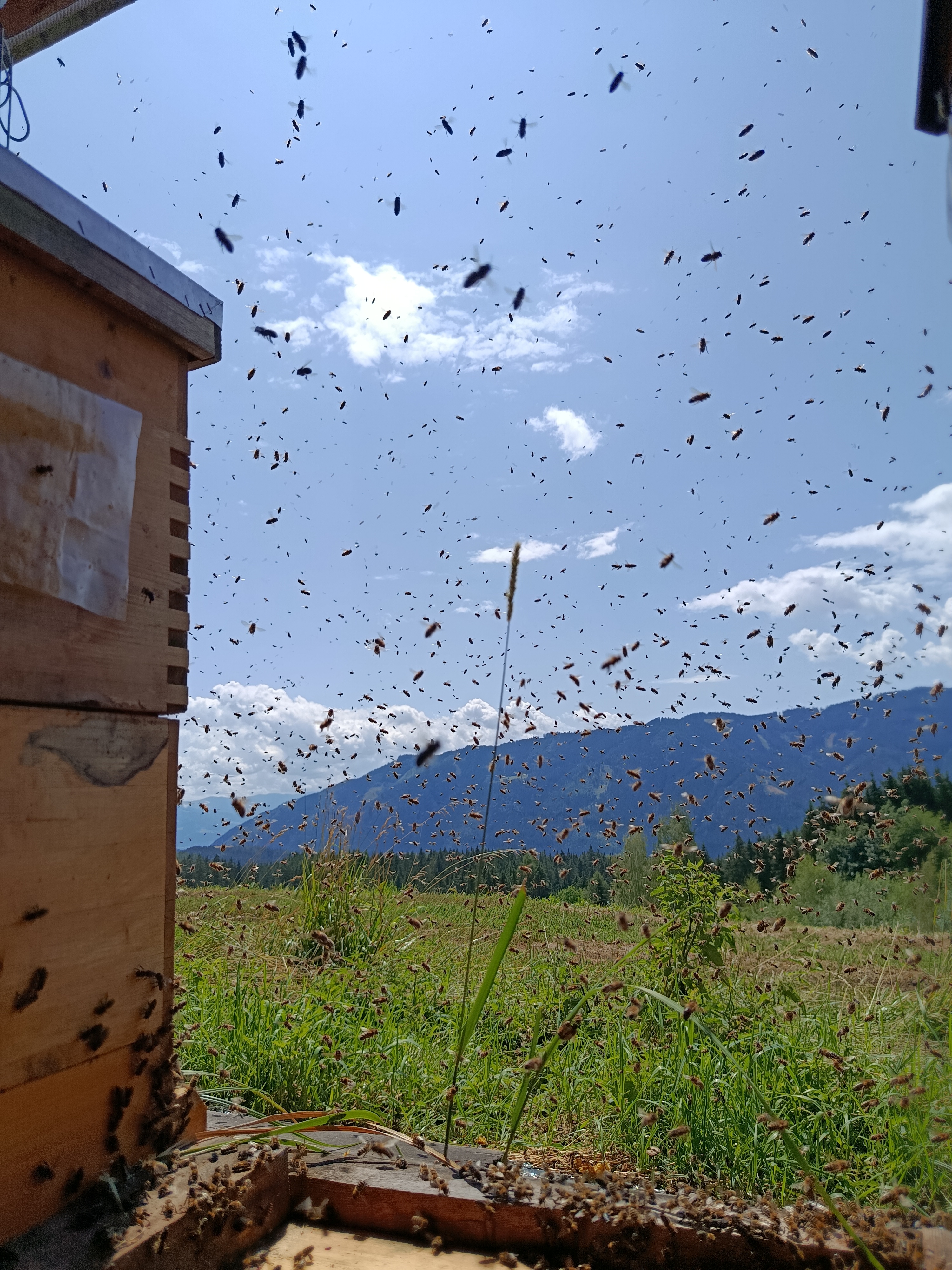 Bienenarbeiten im August 🐝🌸🐝 Bild 1
