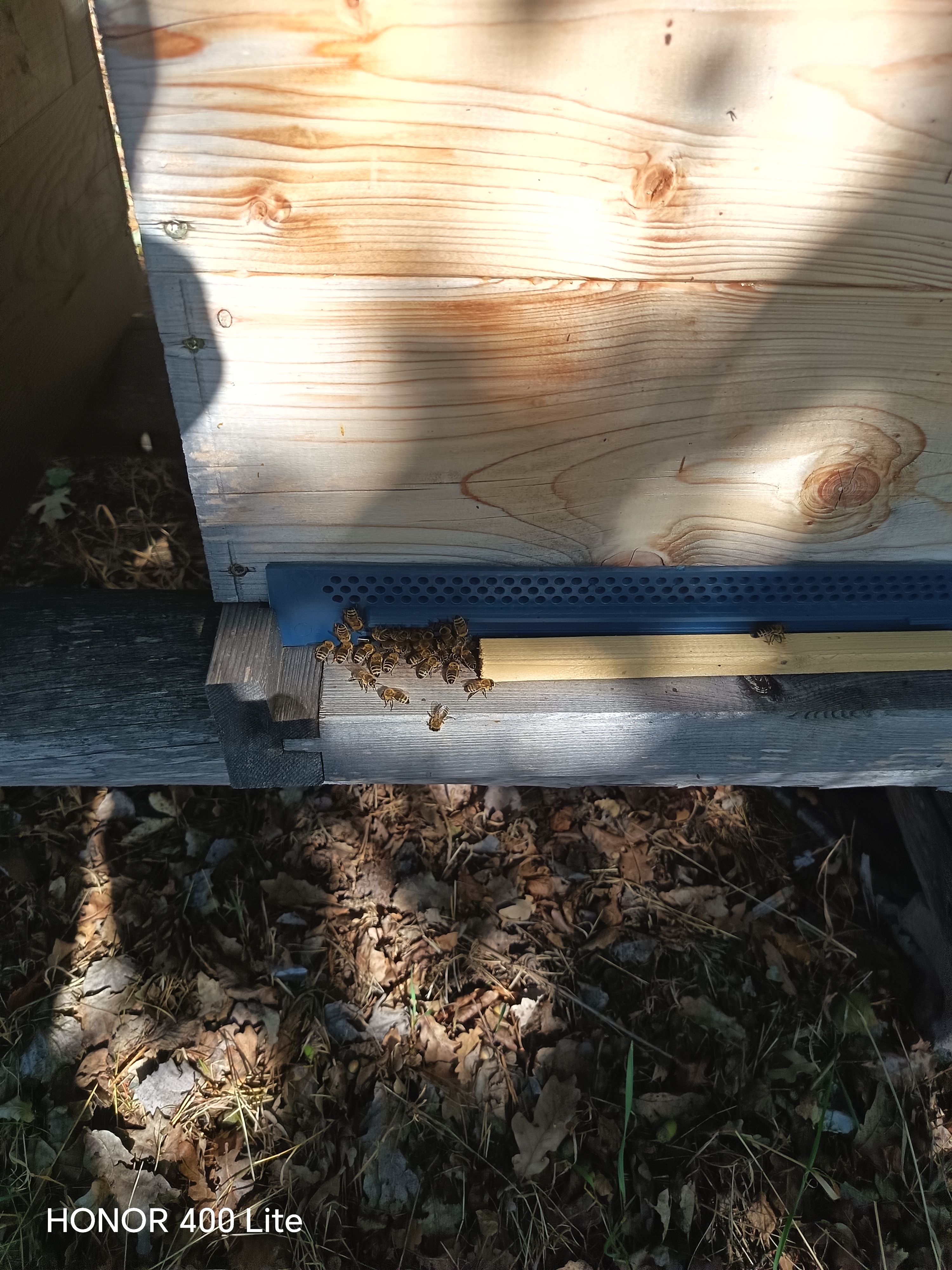 August – das Bienenjahr neigt sich dem Ende zu. Bild 1