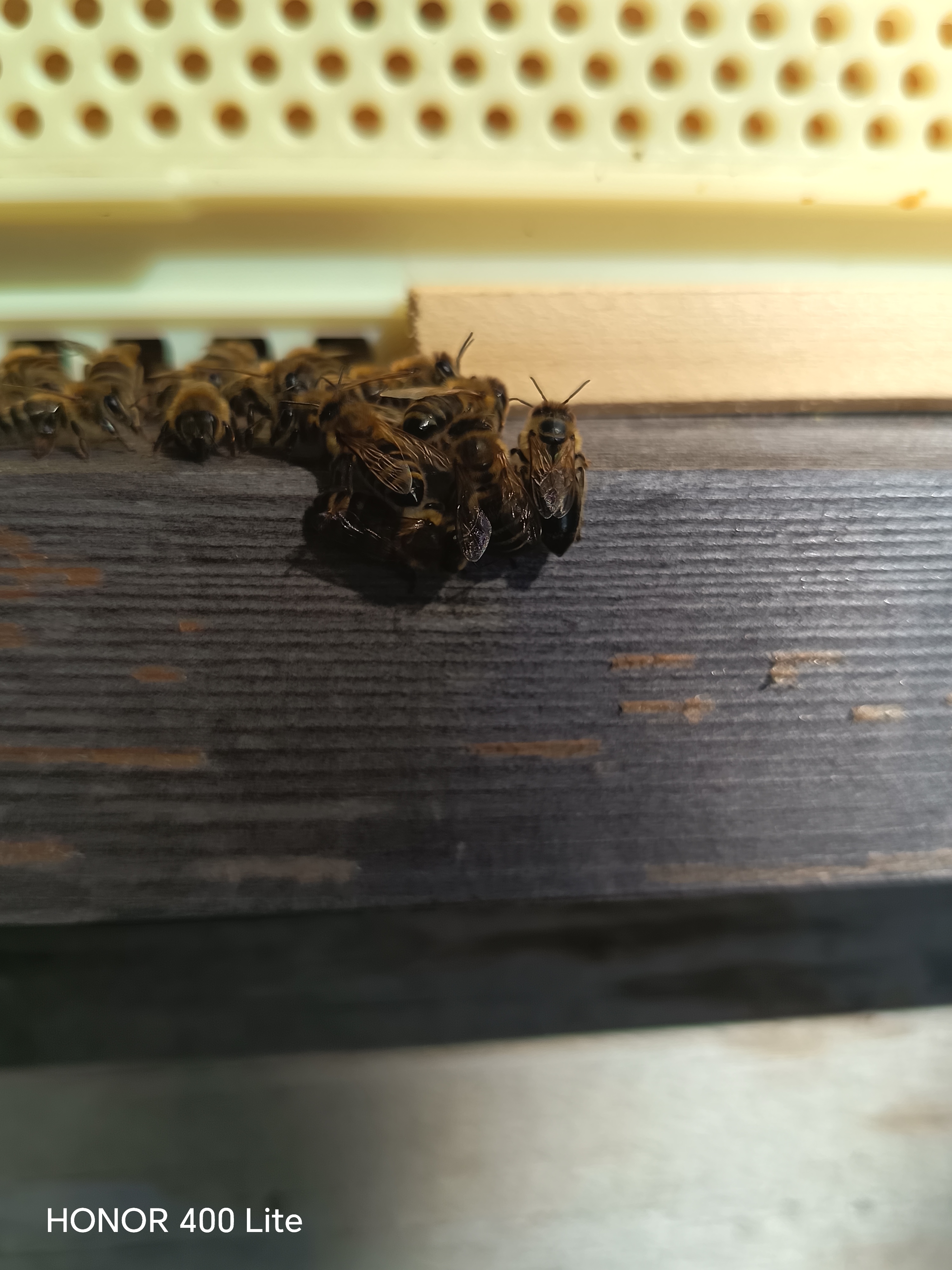 August – das Bienenjahr neigt sich dem Ende zu. Bild 2