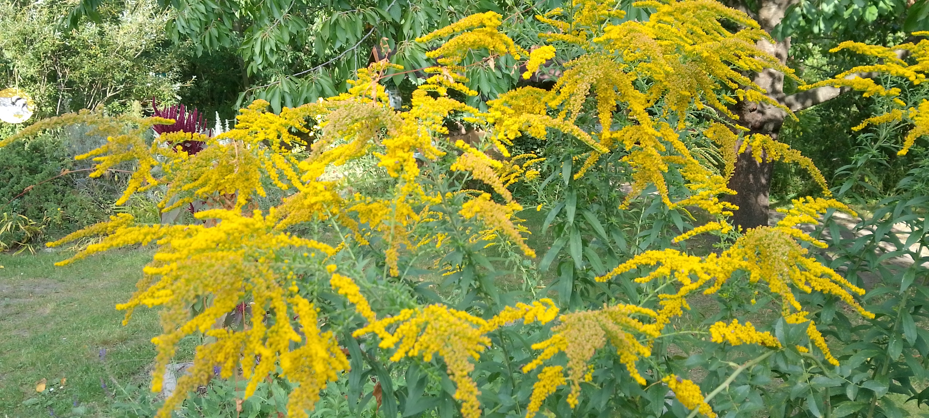 August in der Imkerei