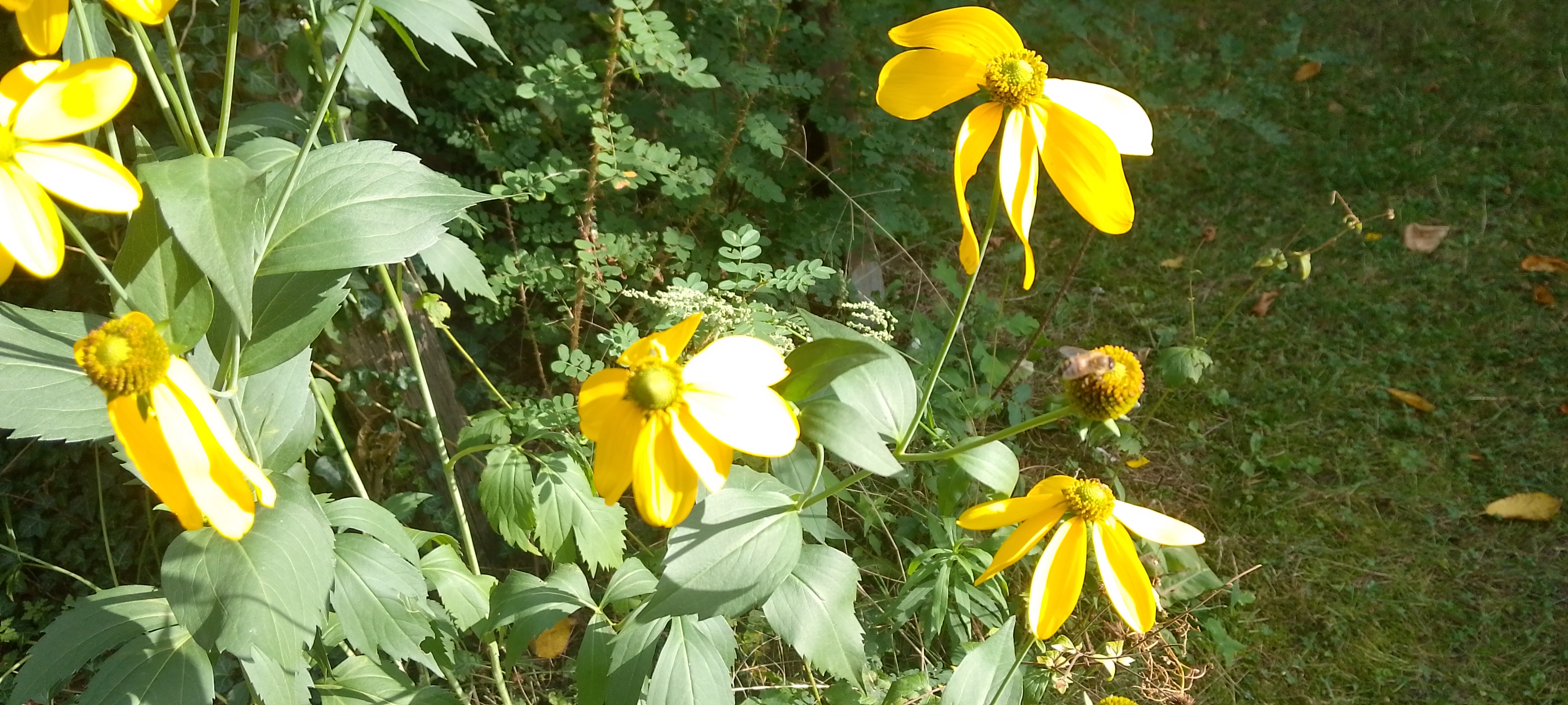 August in der Imkerei Bild 1