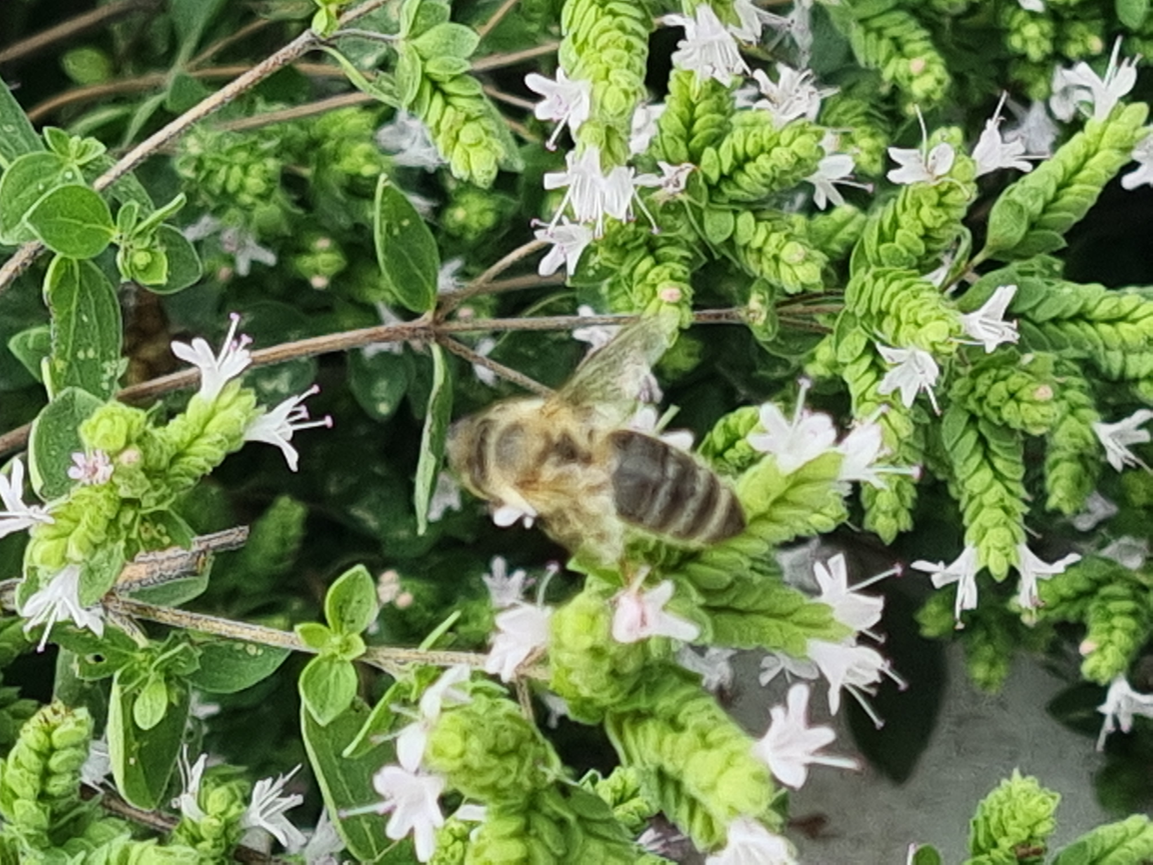 September wie Hochsommer