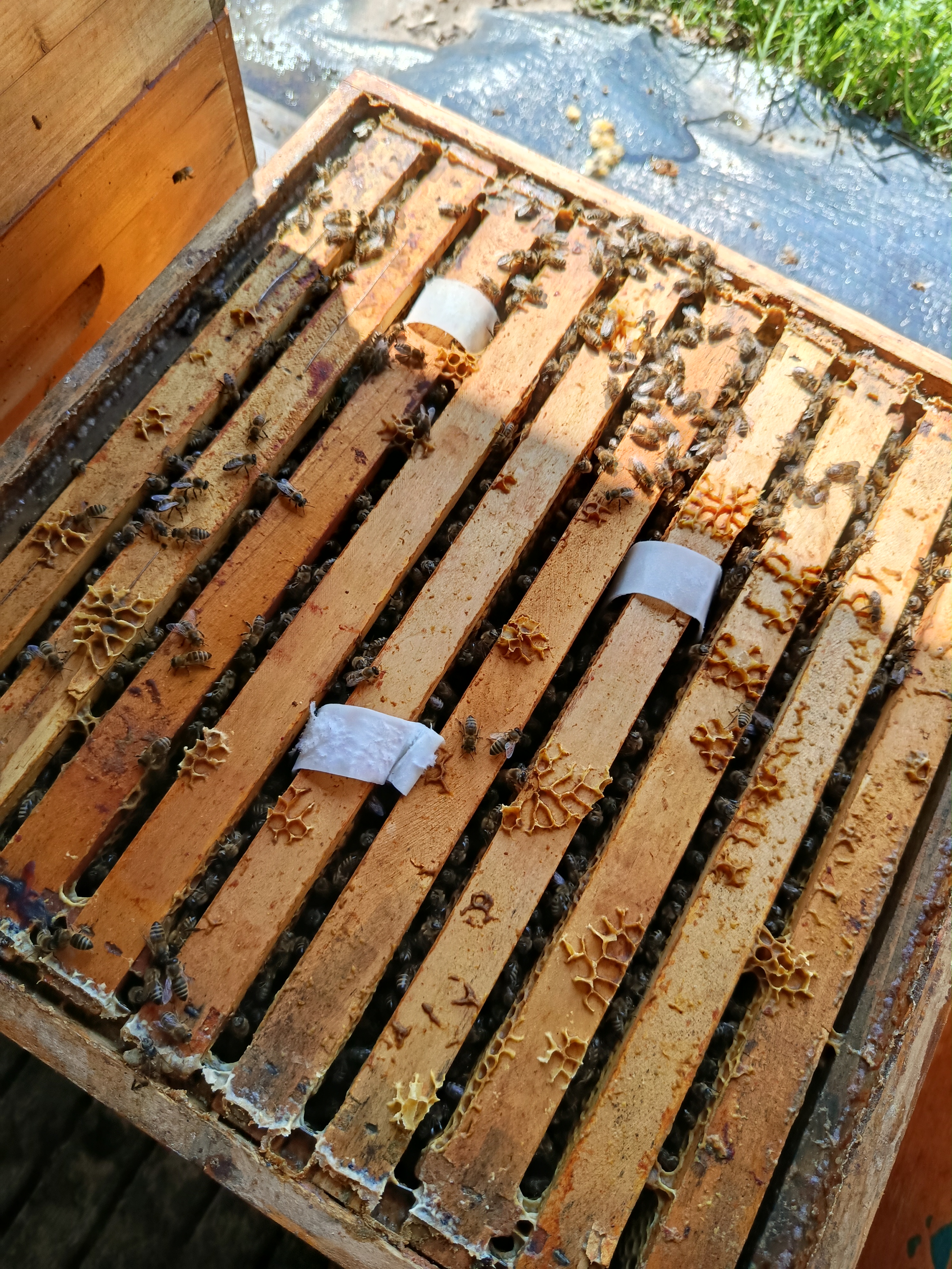 Bienenarbeiten im August 🐝🌸🐝