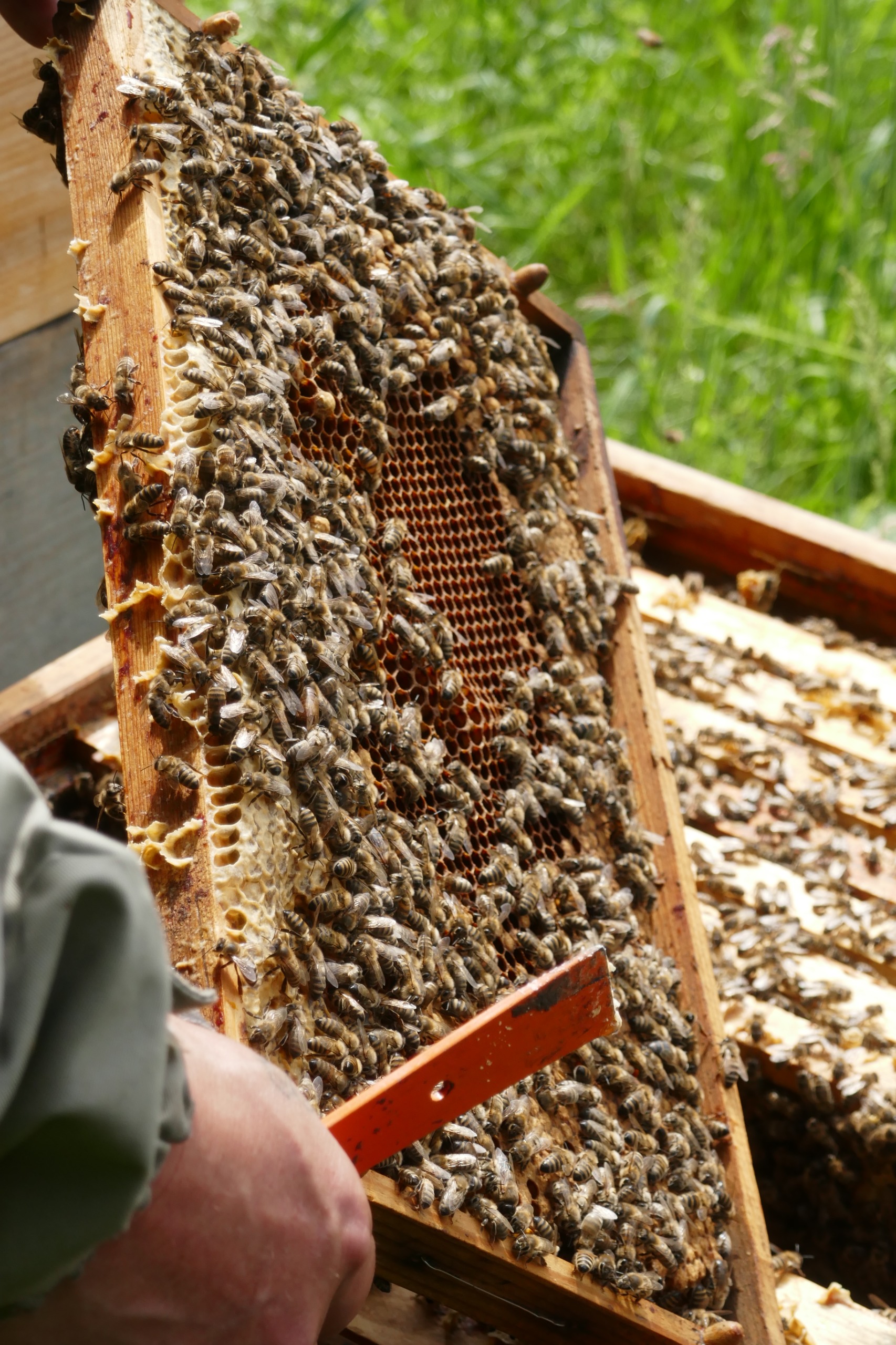 Die Bienen sind fleißig.