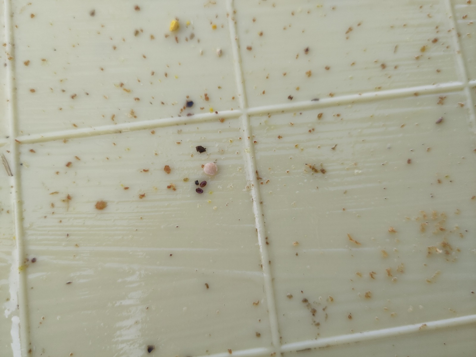 Wabenhygiene und Varroakontrolle: So machen wir die Bienen fit für den Winter.