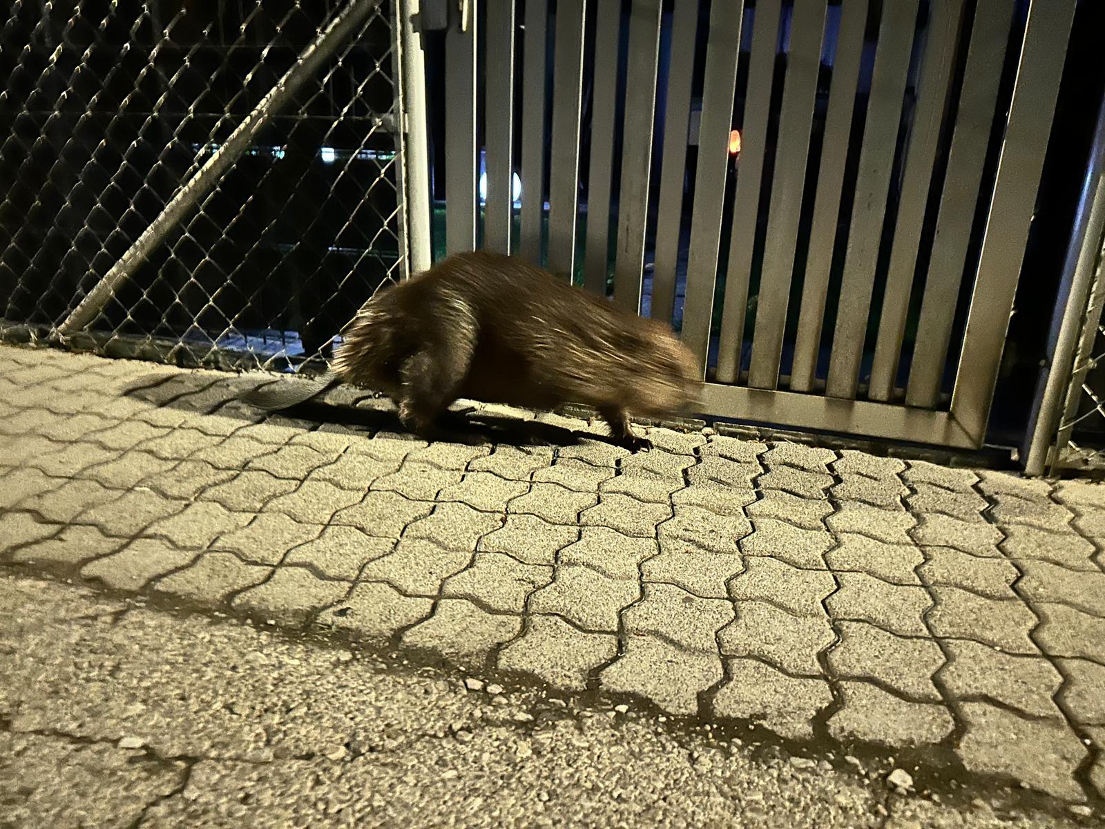 erste Varroabehandlung Bild 5
