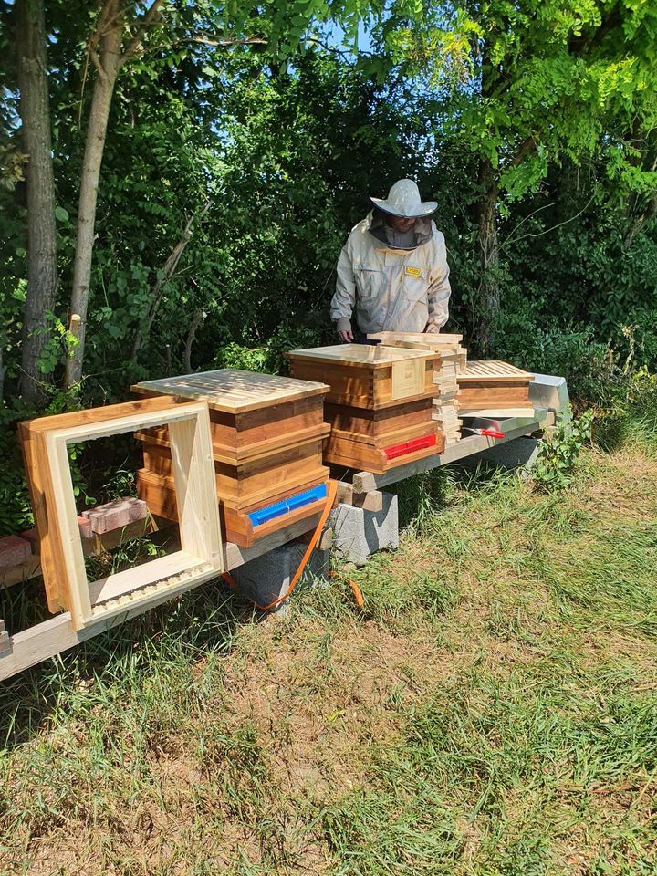 Es ist soweit die Bienen ziehen ein :-D Bild 2