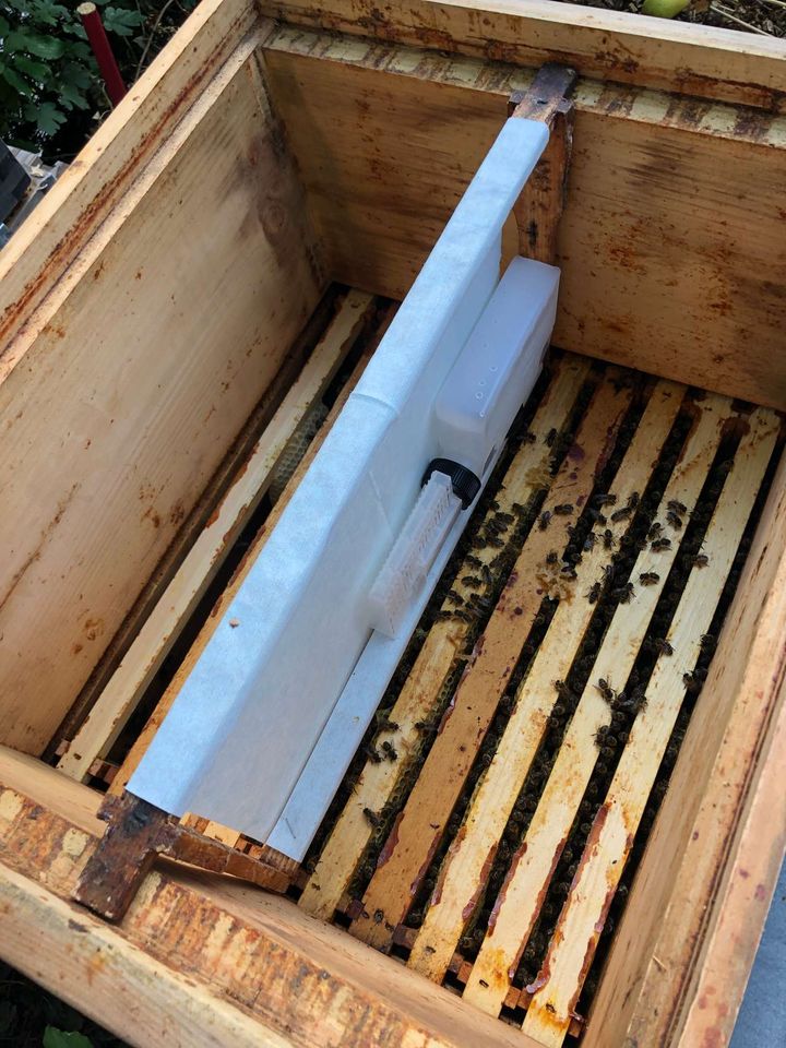 Varroabekämpfung ist angesagt