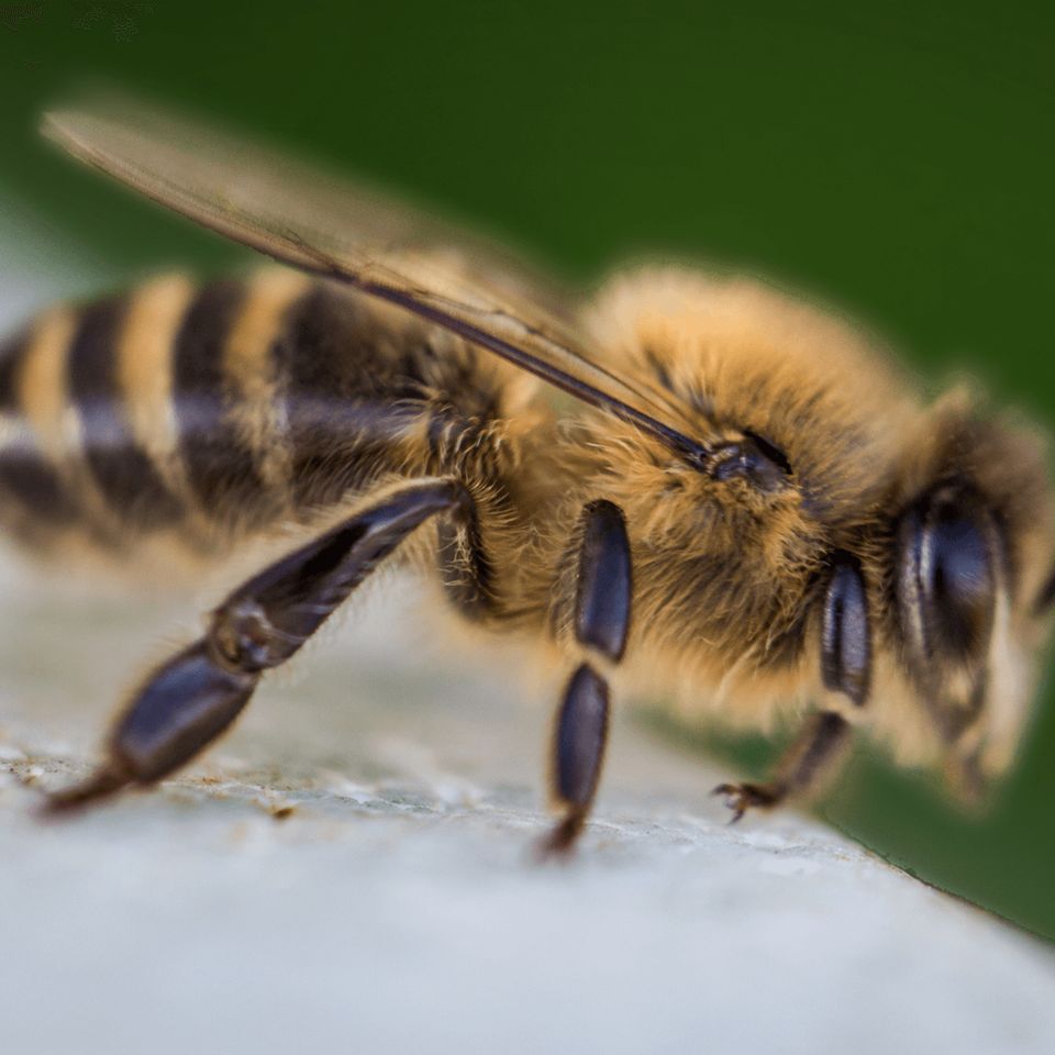 April: Erste Nahrungsflüge