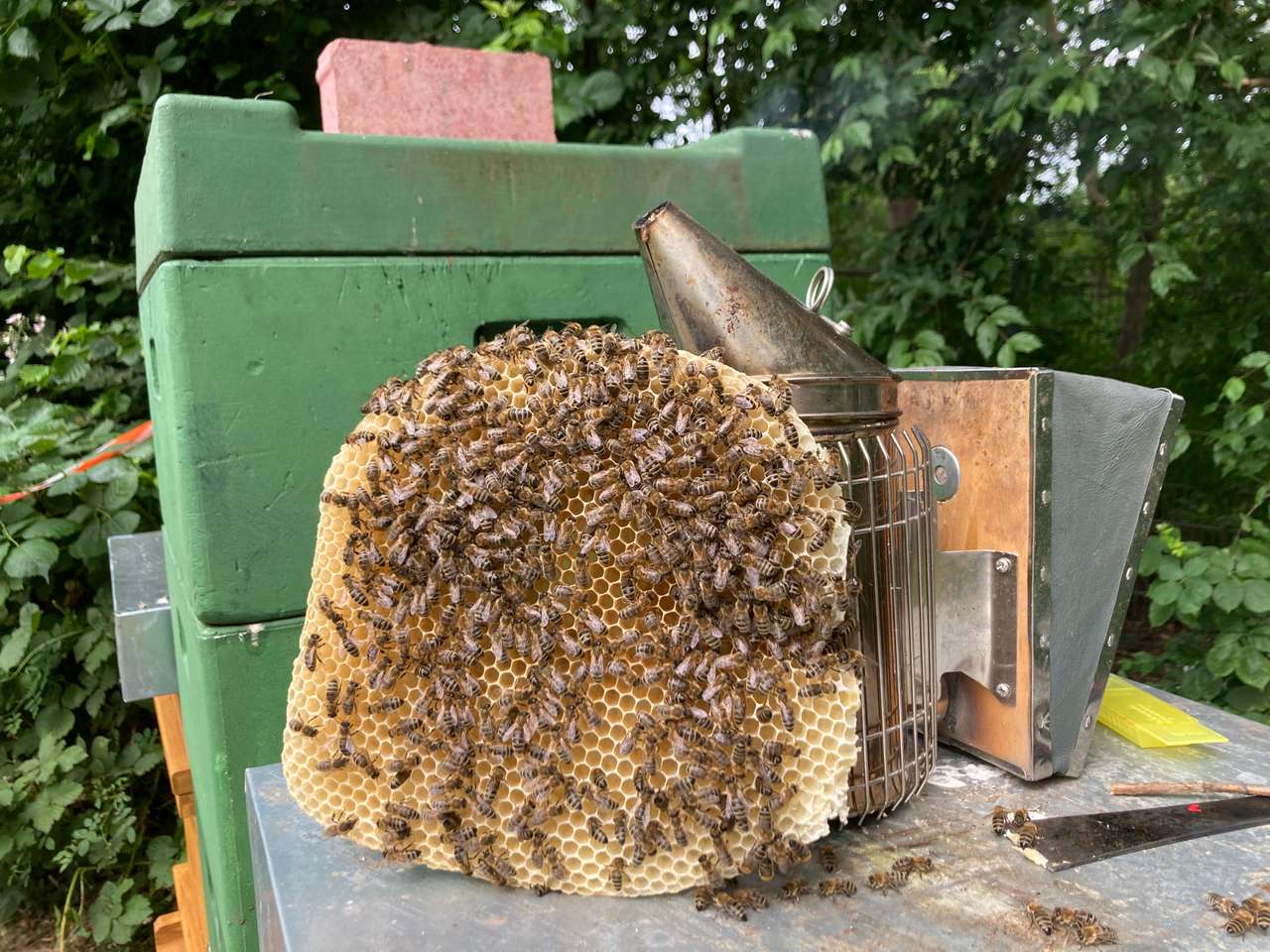 Wildbau in den Beuten