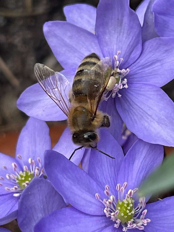 Der Frühling zieht am Bienenstand ein