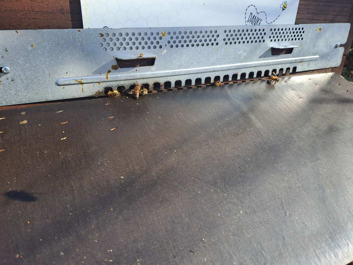 Erste Pollen und Nektar Bild 1