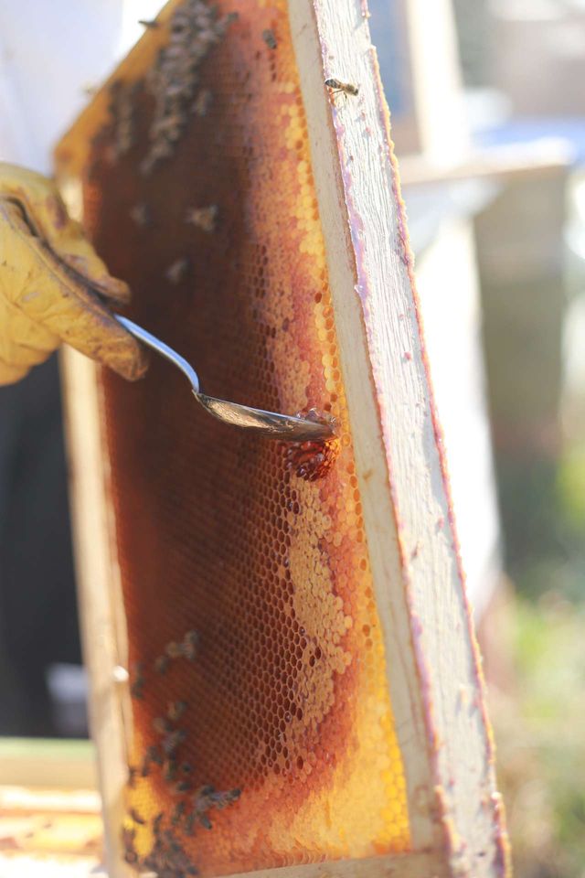 Futterkranzproben Bild 2