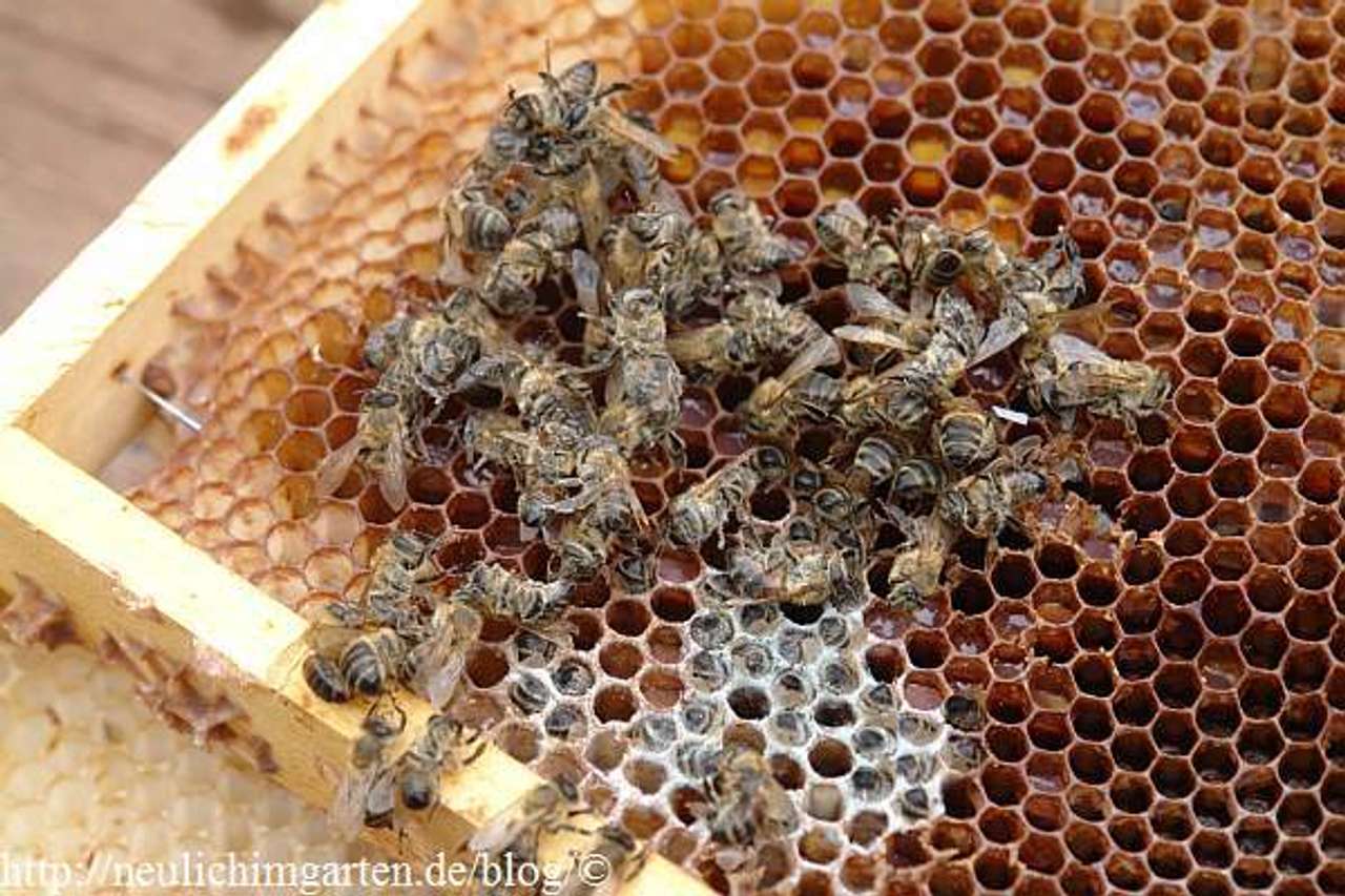 Ach du Schreck das Volk ist tot.