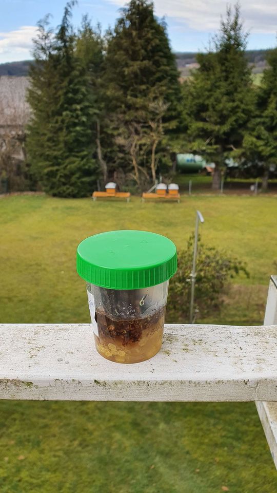 Faulbrutmonitoring Bild 1