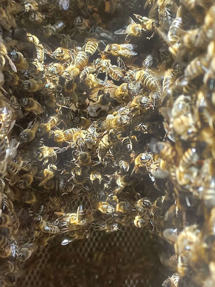 Ardex Bienenfütterung!