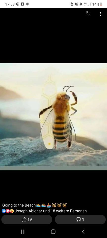 Ardex Firmen Bienen! Bild 2