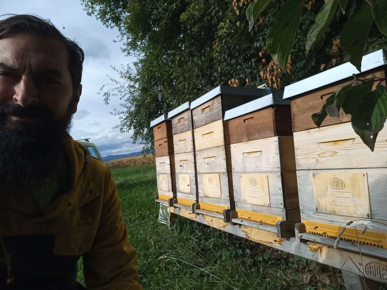 Ardex Firmen Bienen! Bild 5