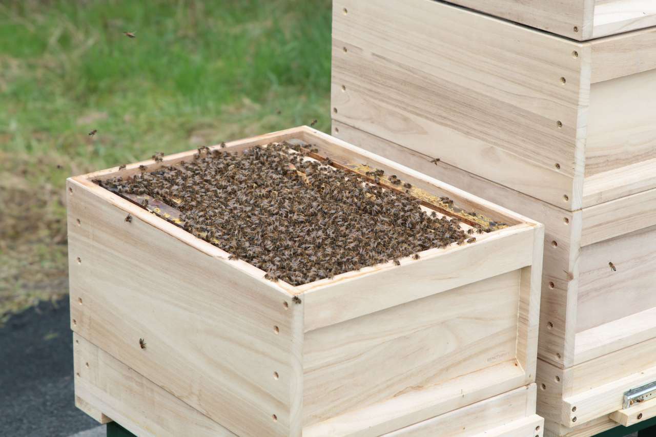 Endlich, die Bienenvölker sind da Bild 1