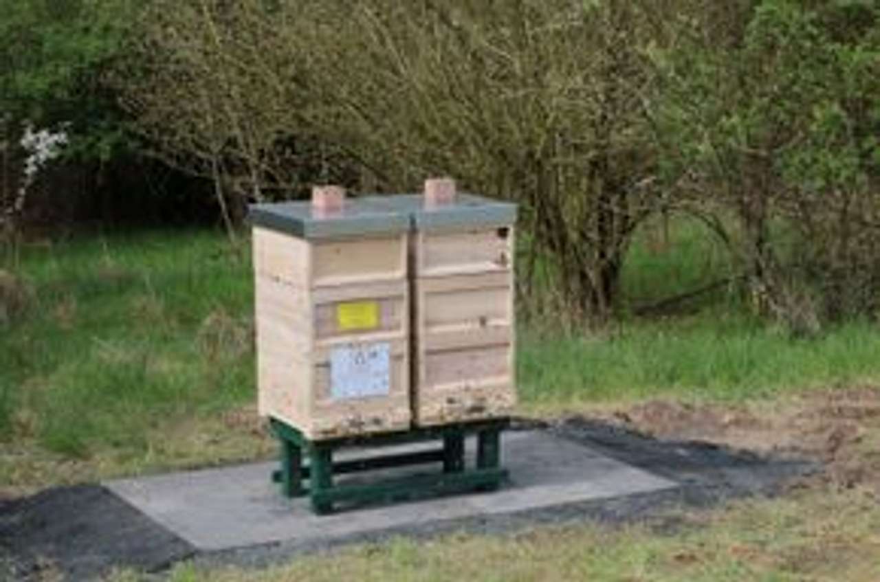 Endlich, die Bienenvölker sind da Bild 3