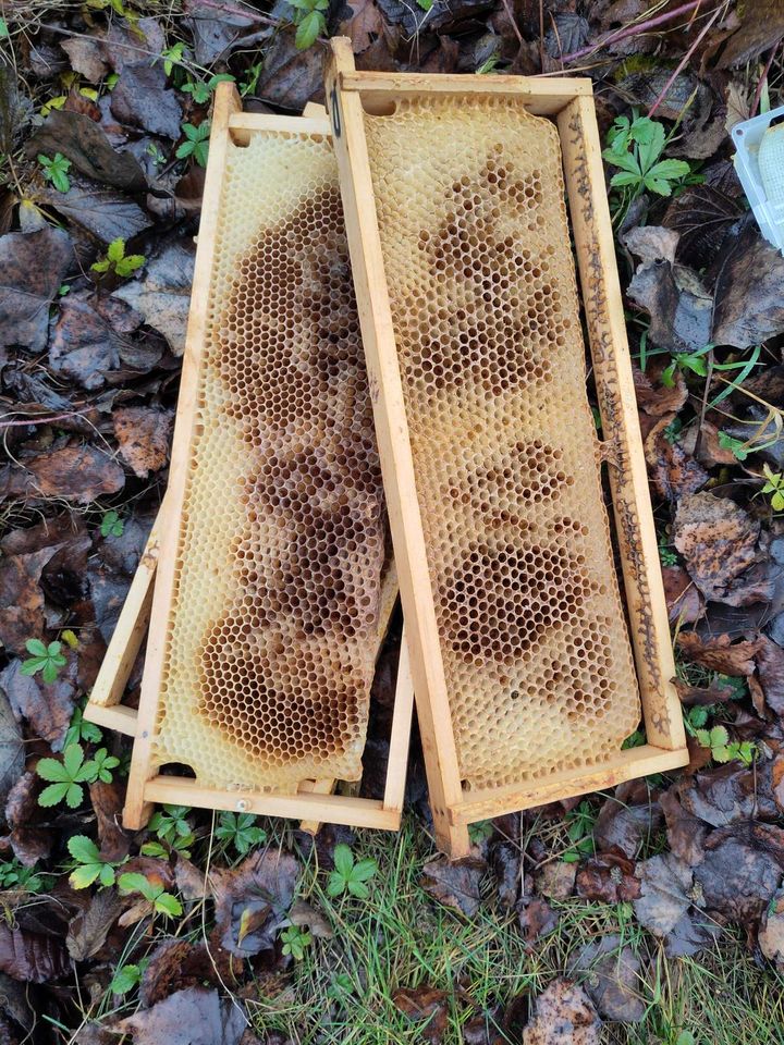 Erfolgreiche Einwinterung Bild 1