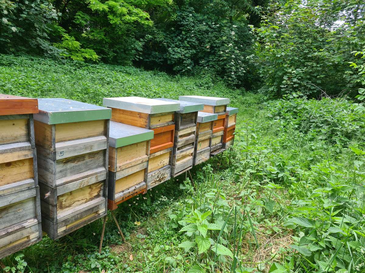 Imkern im Oktober